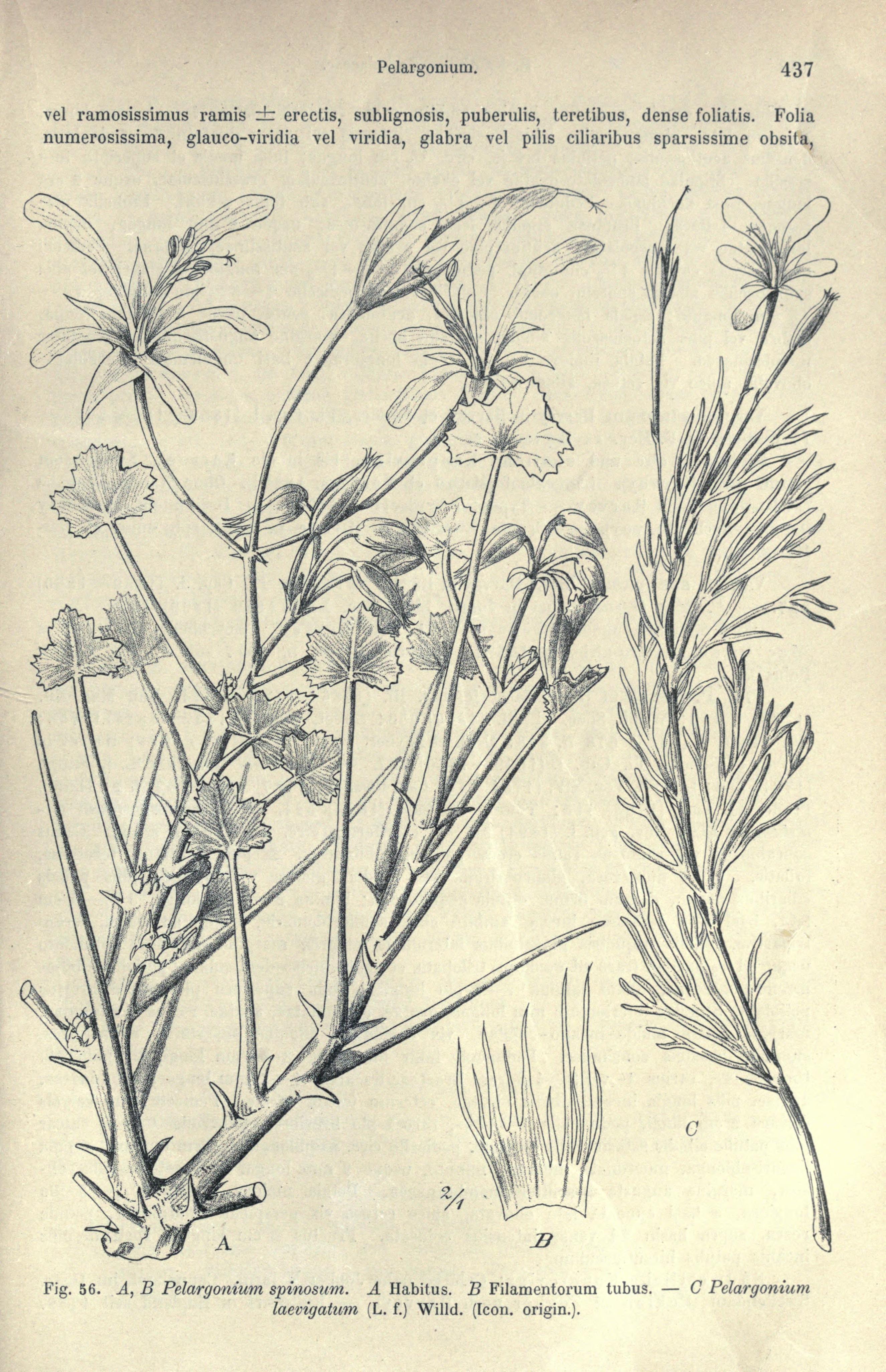 no full size  illustration available (3a)