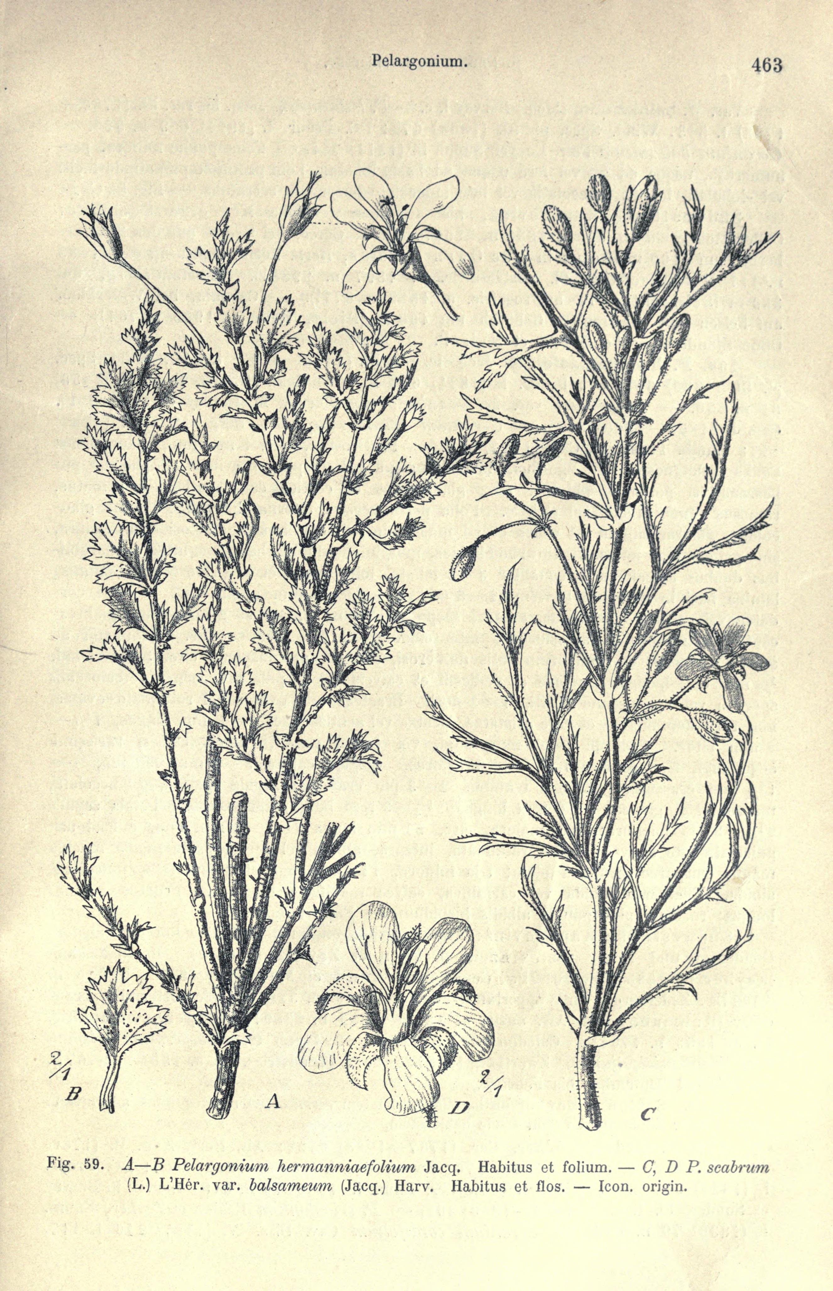 no full size  illustration available (3a)