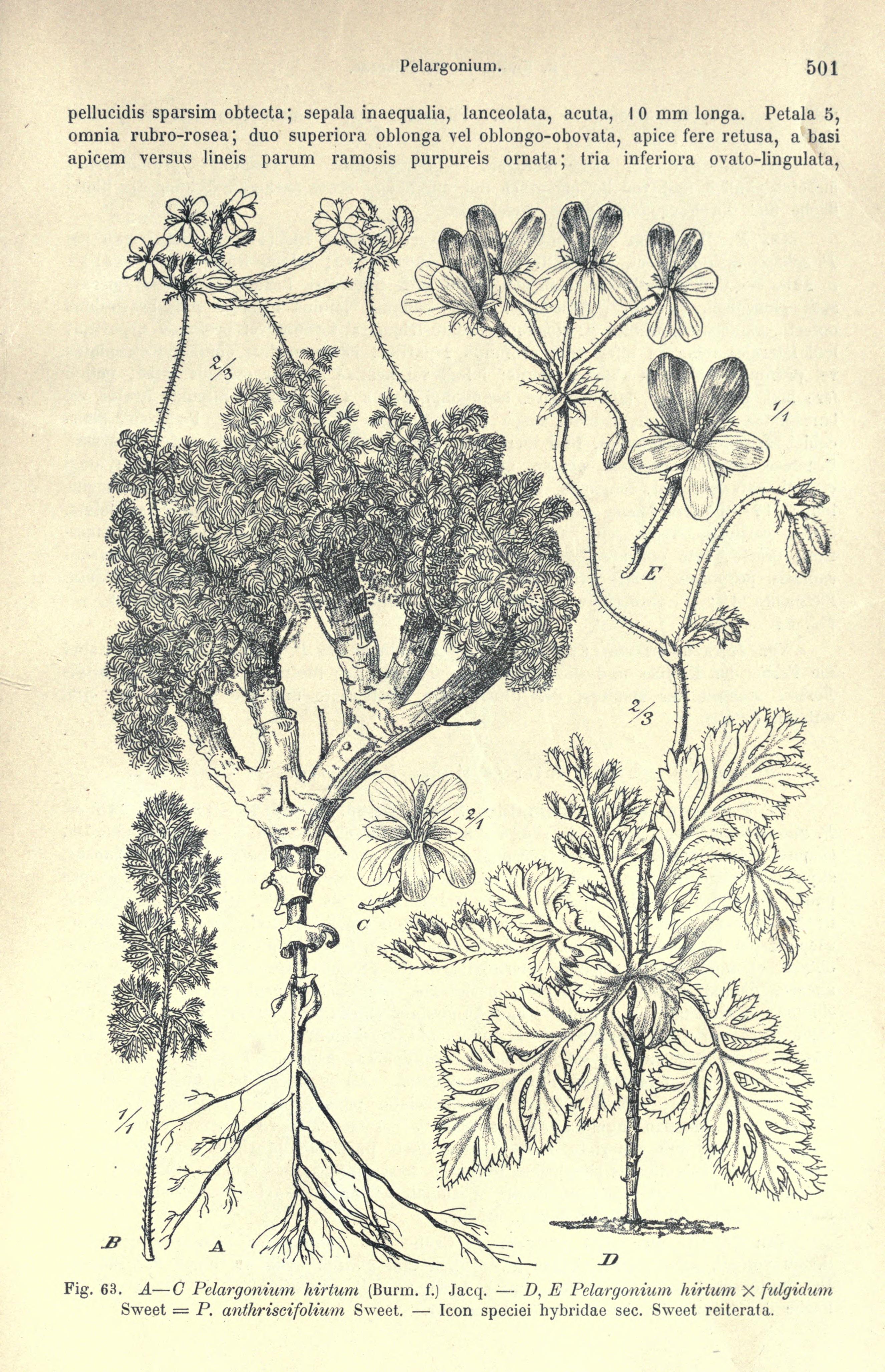 no full size  illustration available (3a)