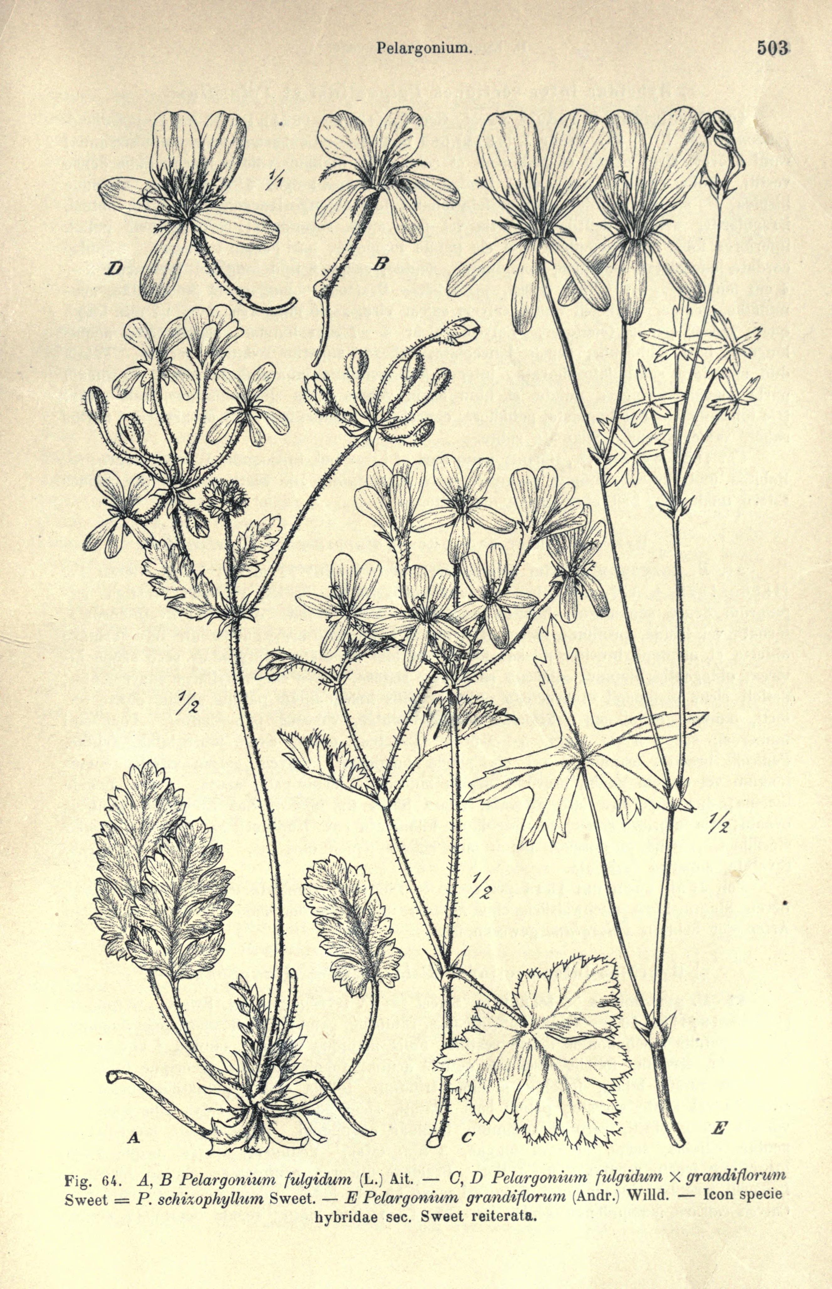 no full size  illustration available (3a)