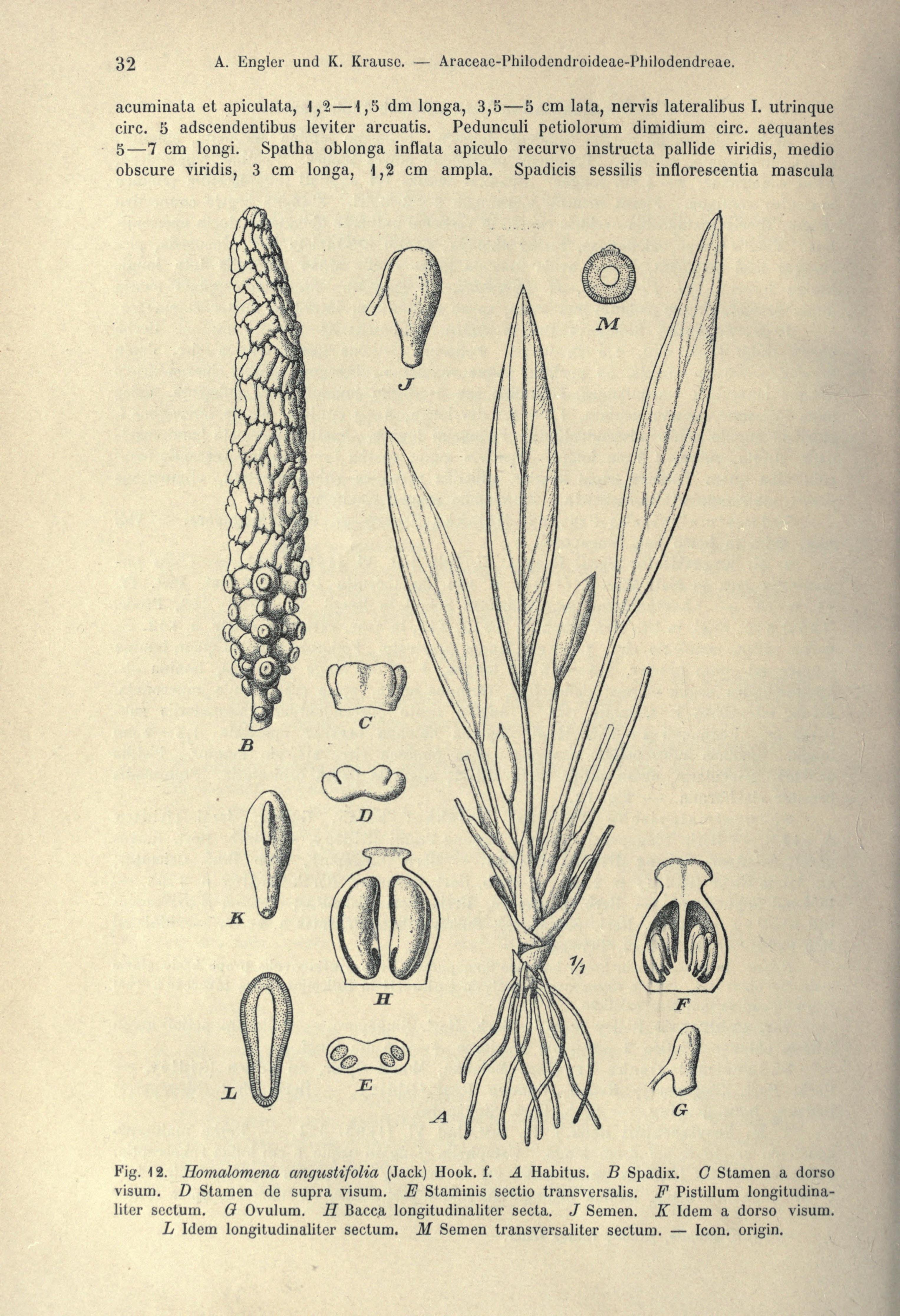 no full size  illustration available (3a)