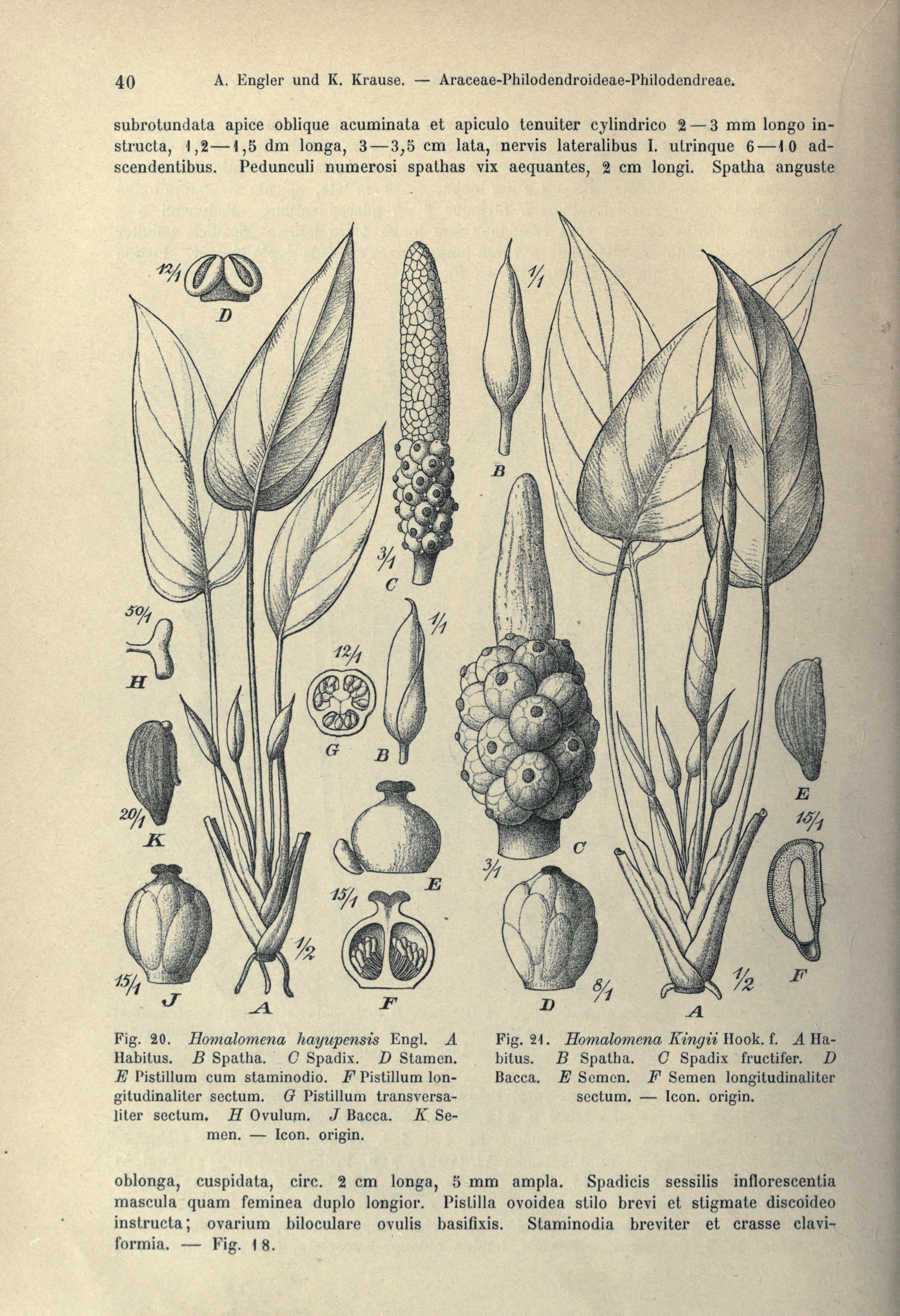 no full size  illustration available (3a)