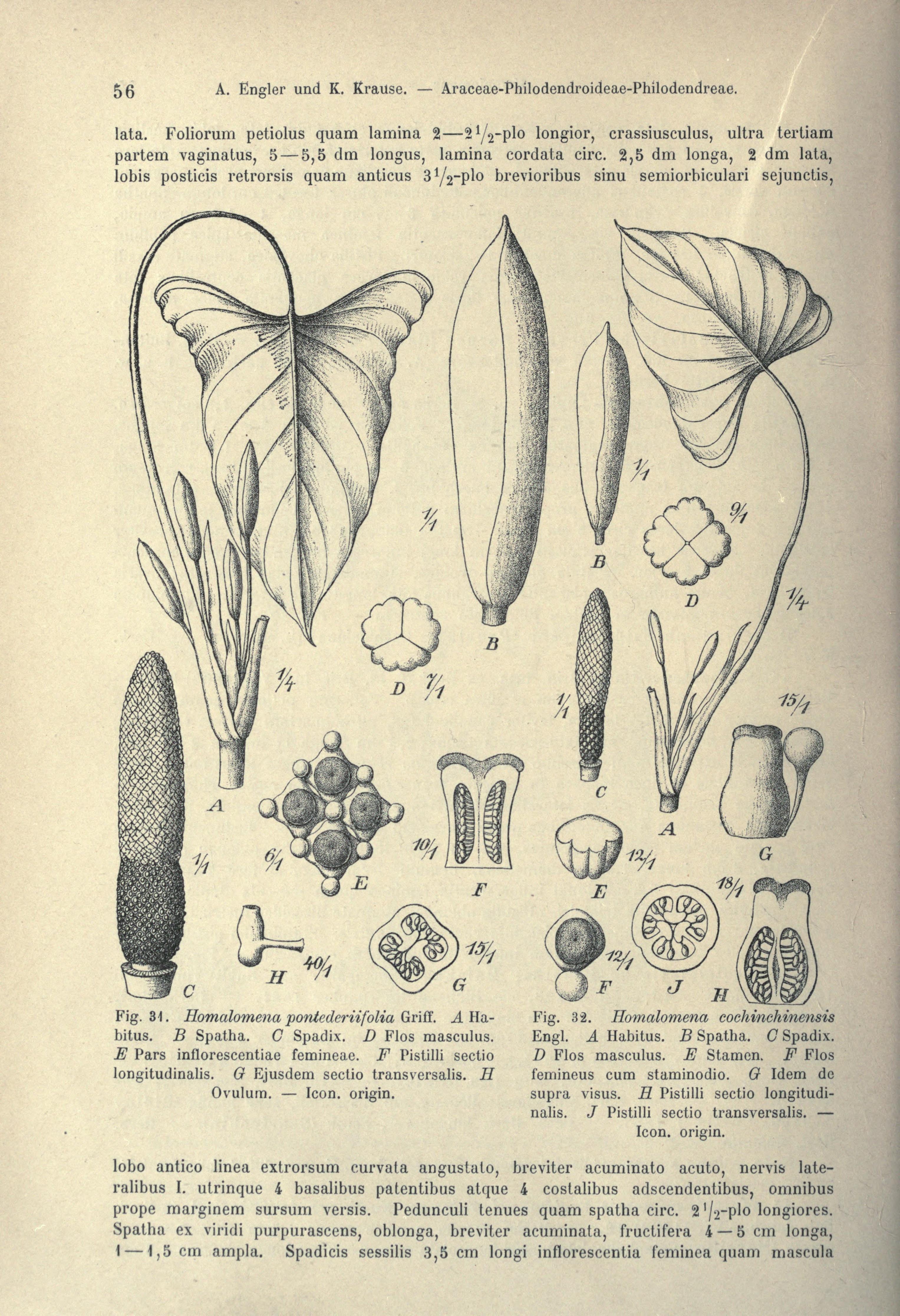 no full size  illustration available (3a)