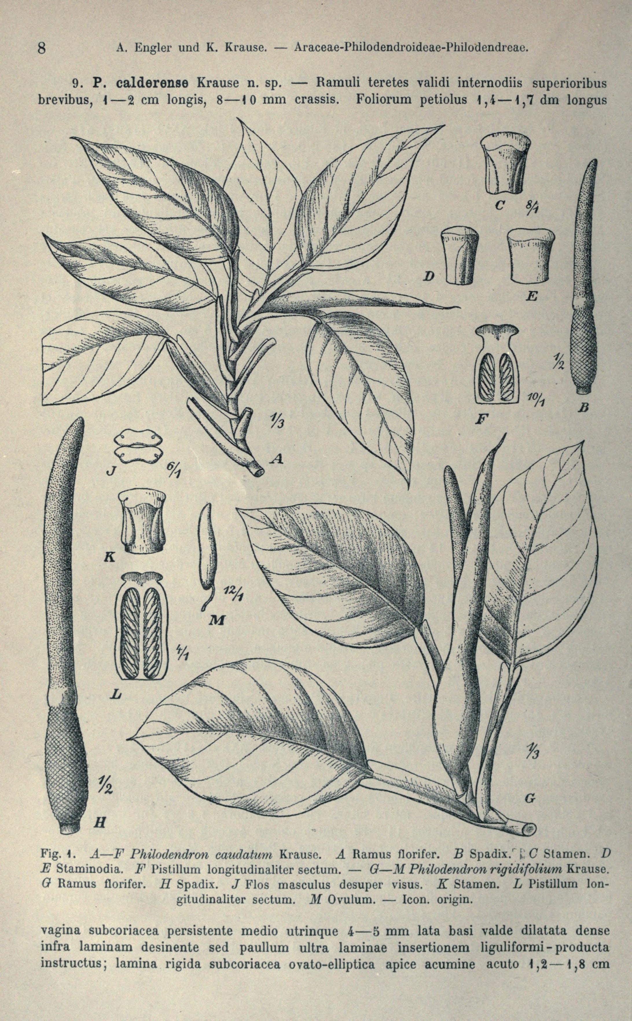 no full size  illustration available (3a)