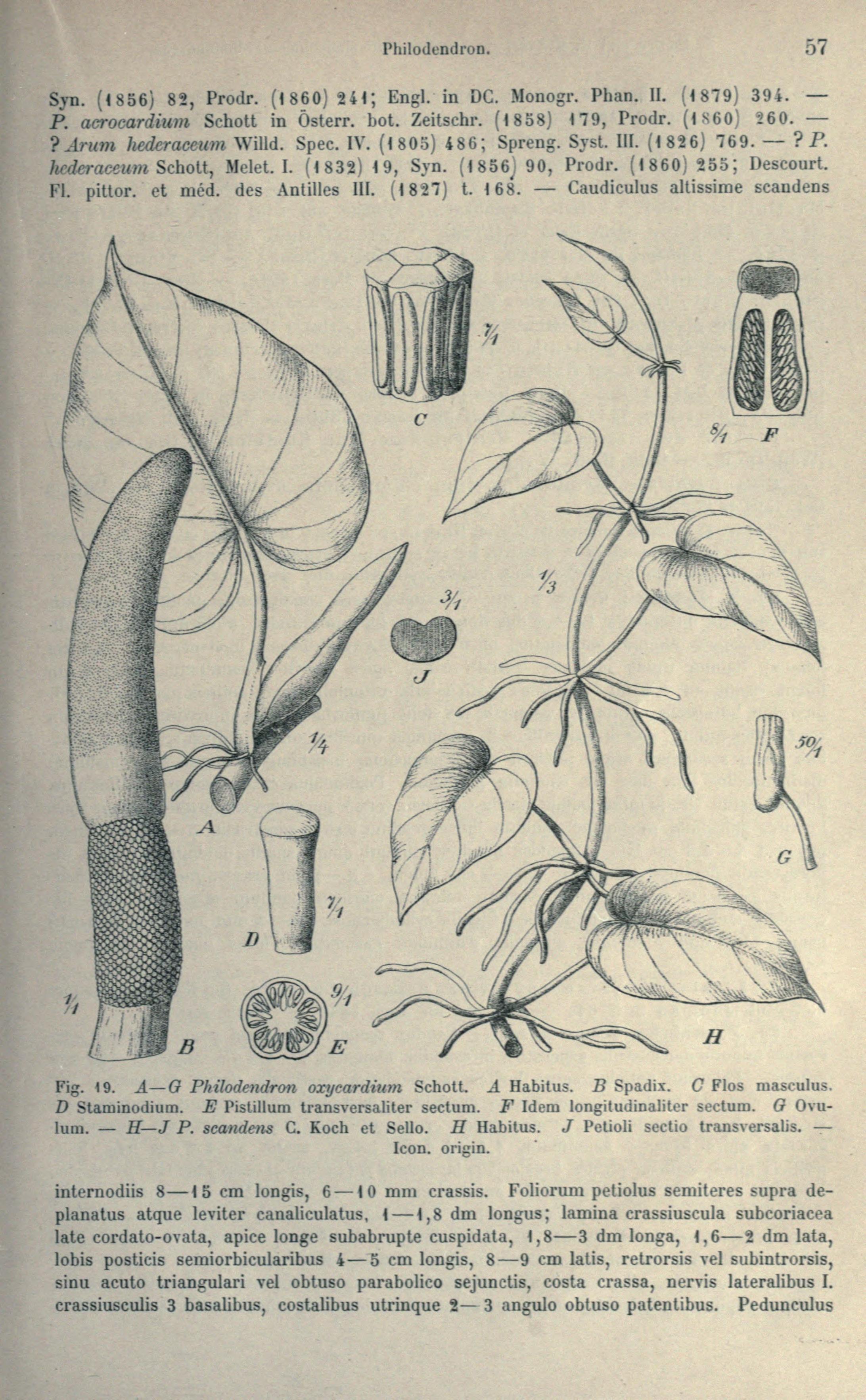 no full size  illustration available (3a)