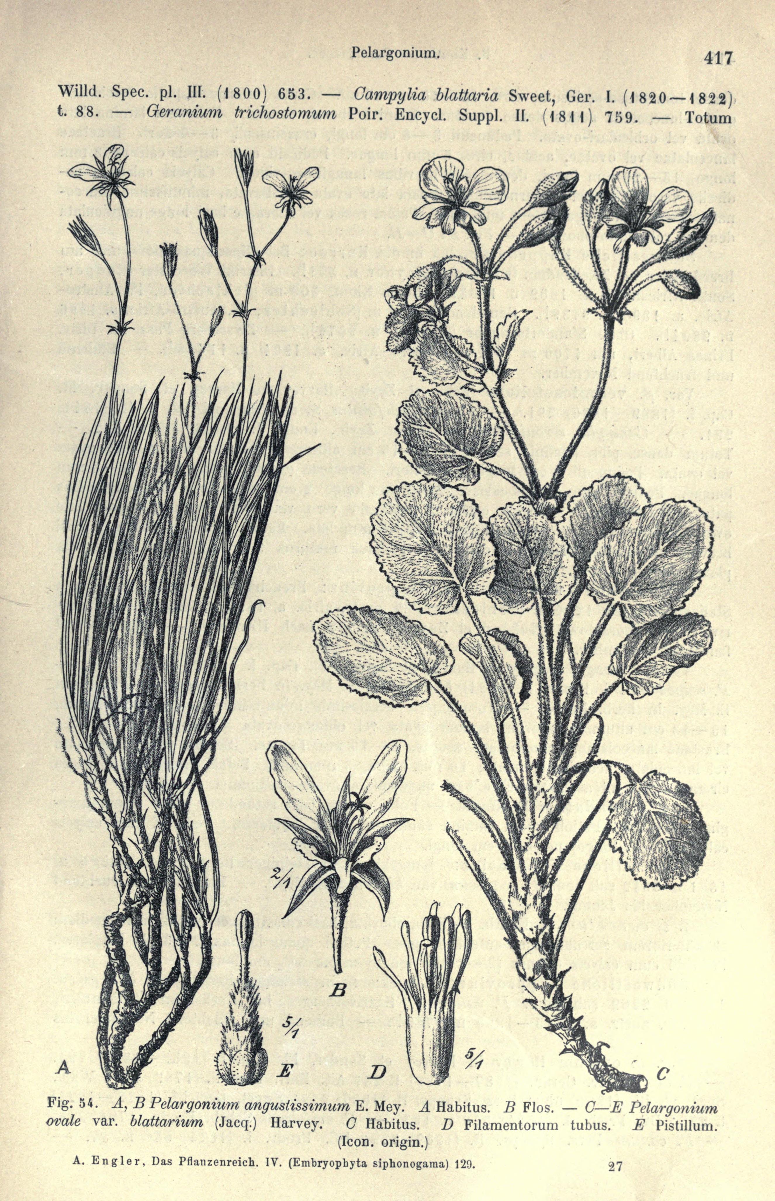 no full size  illustration available (3a)