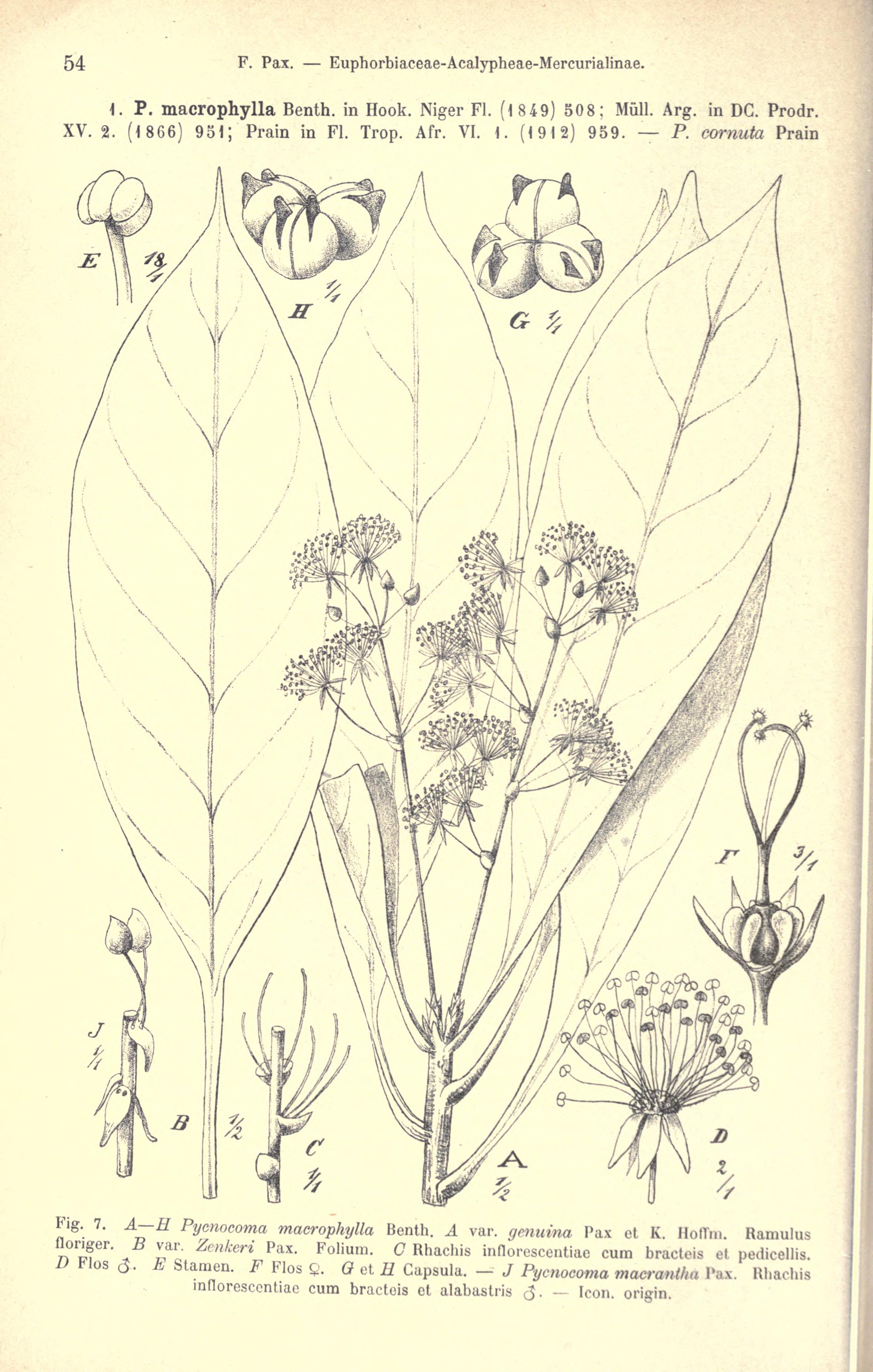 no full size  illustration available (3a)