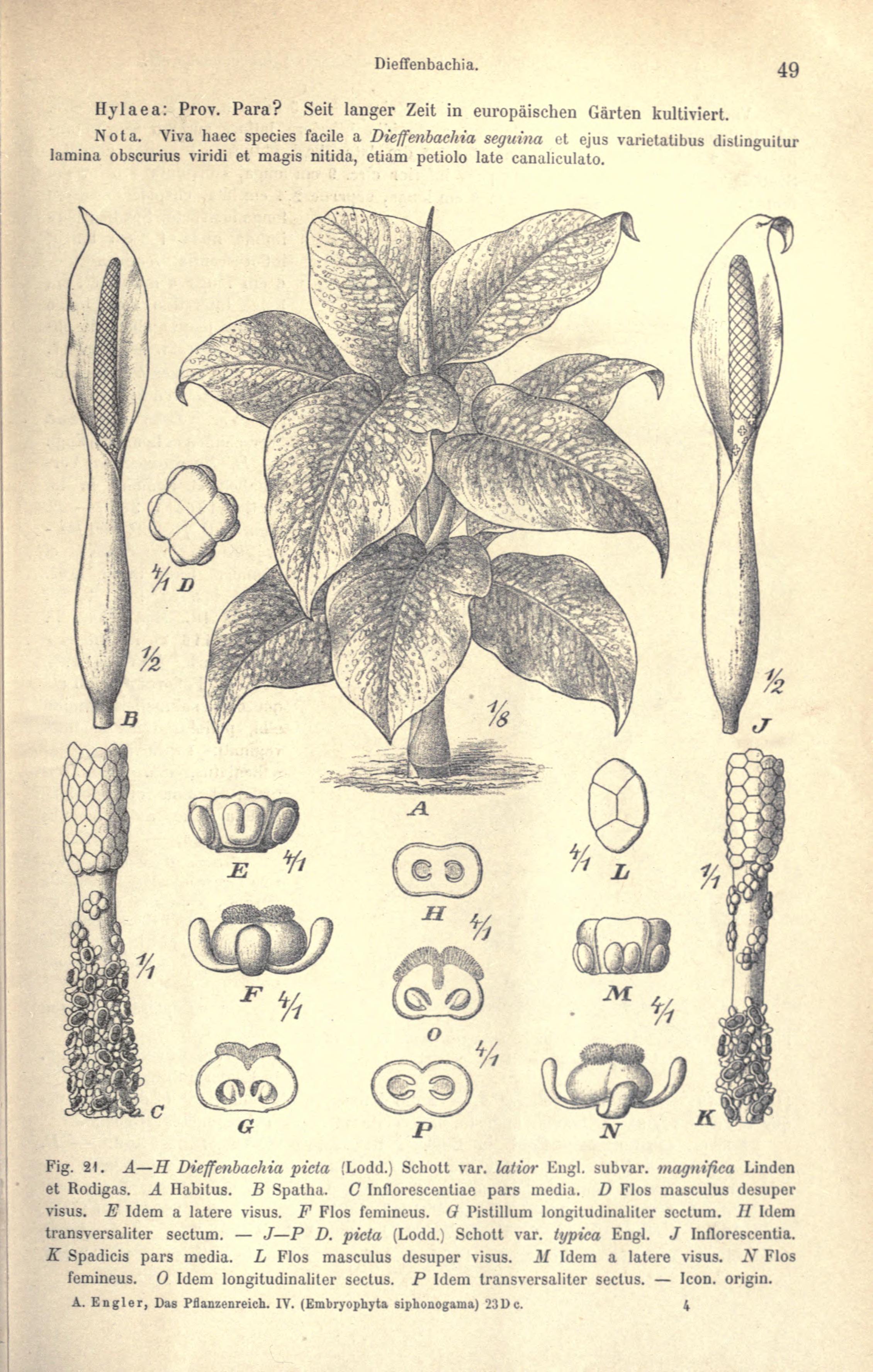 no full size  illustration available (3a)