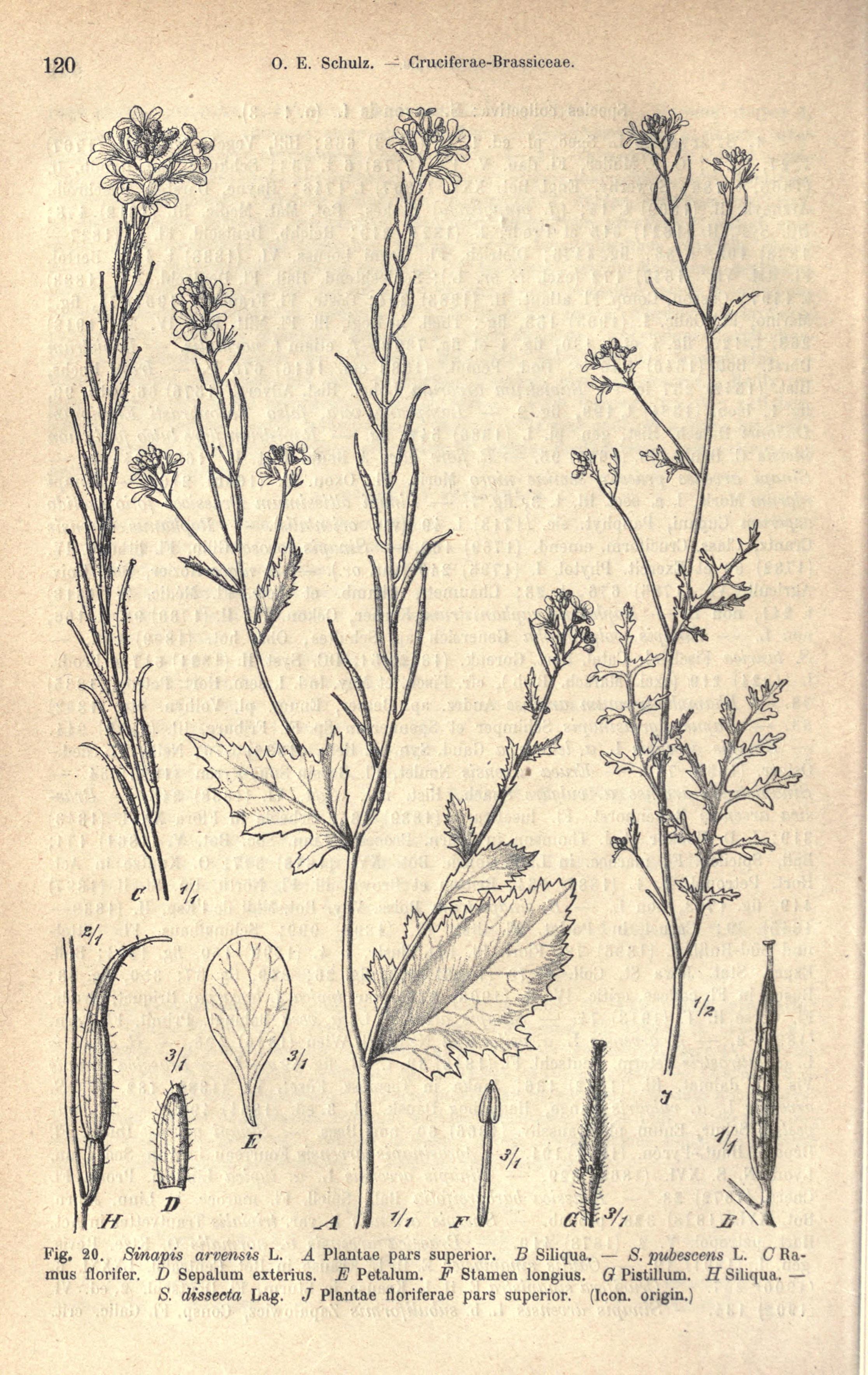 no full size  illustration available (3a)