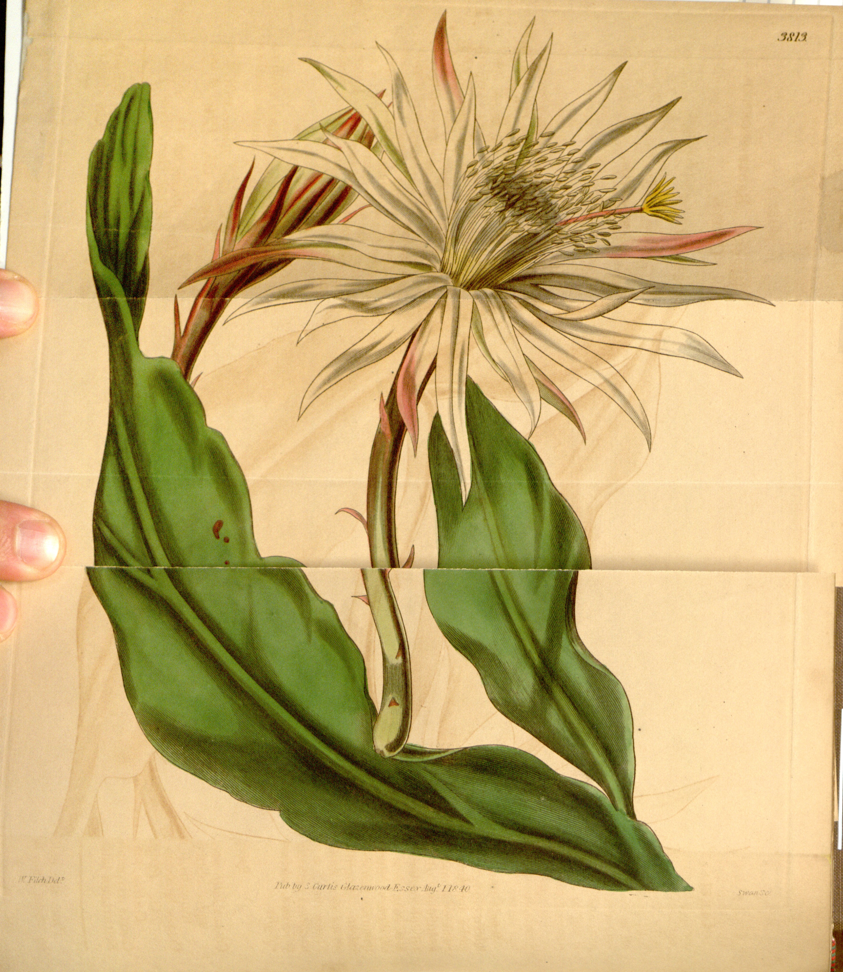 no full size  illustration available (3a)