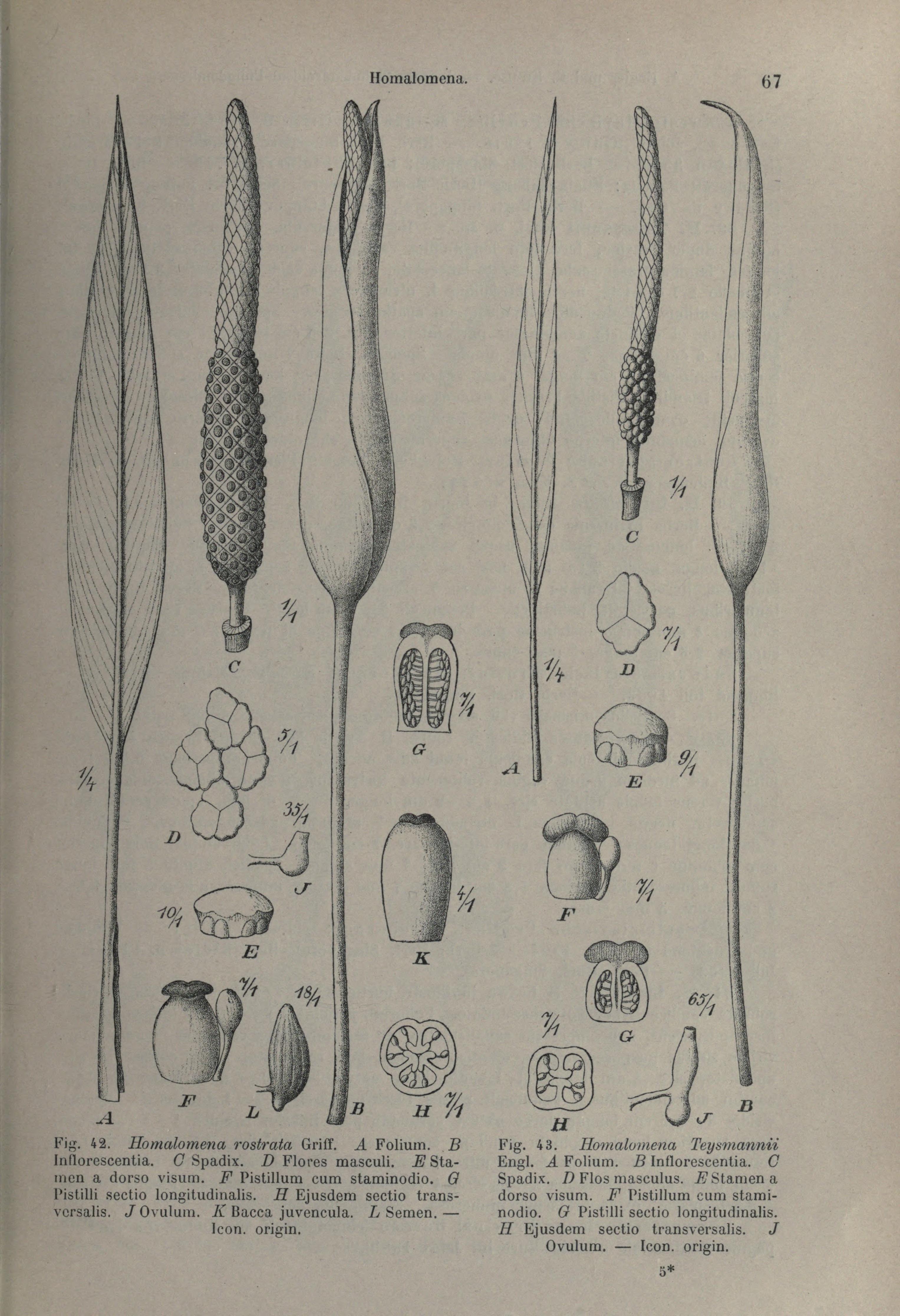 no full size  illustration available (3a)