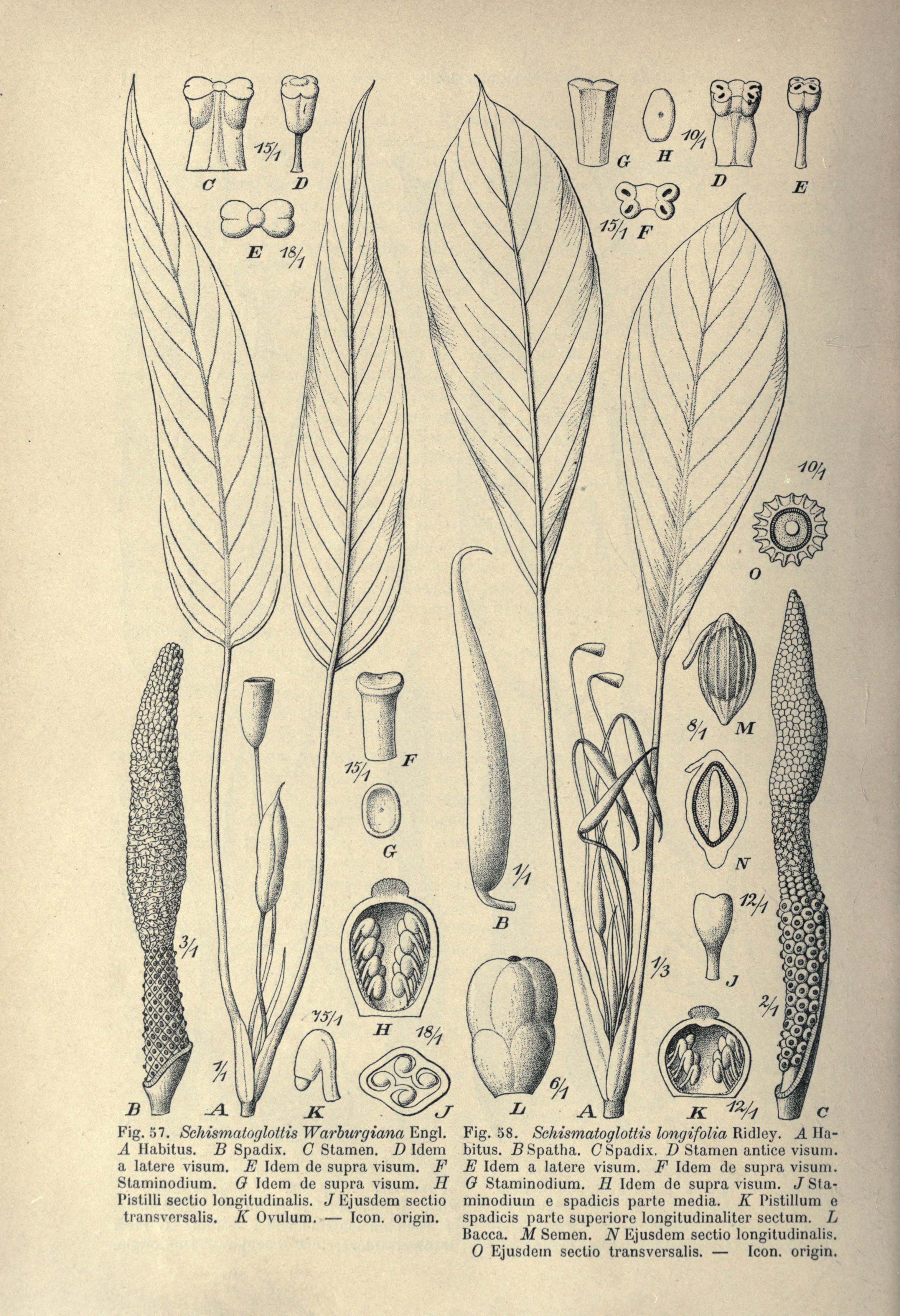 no full size  illustration available (3a)