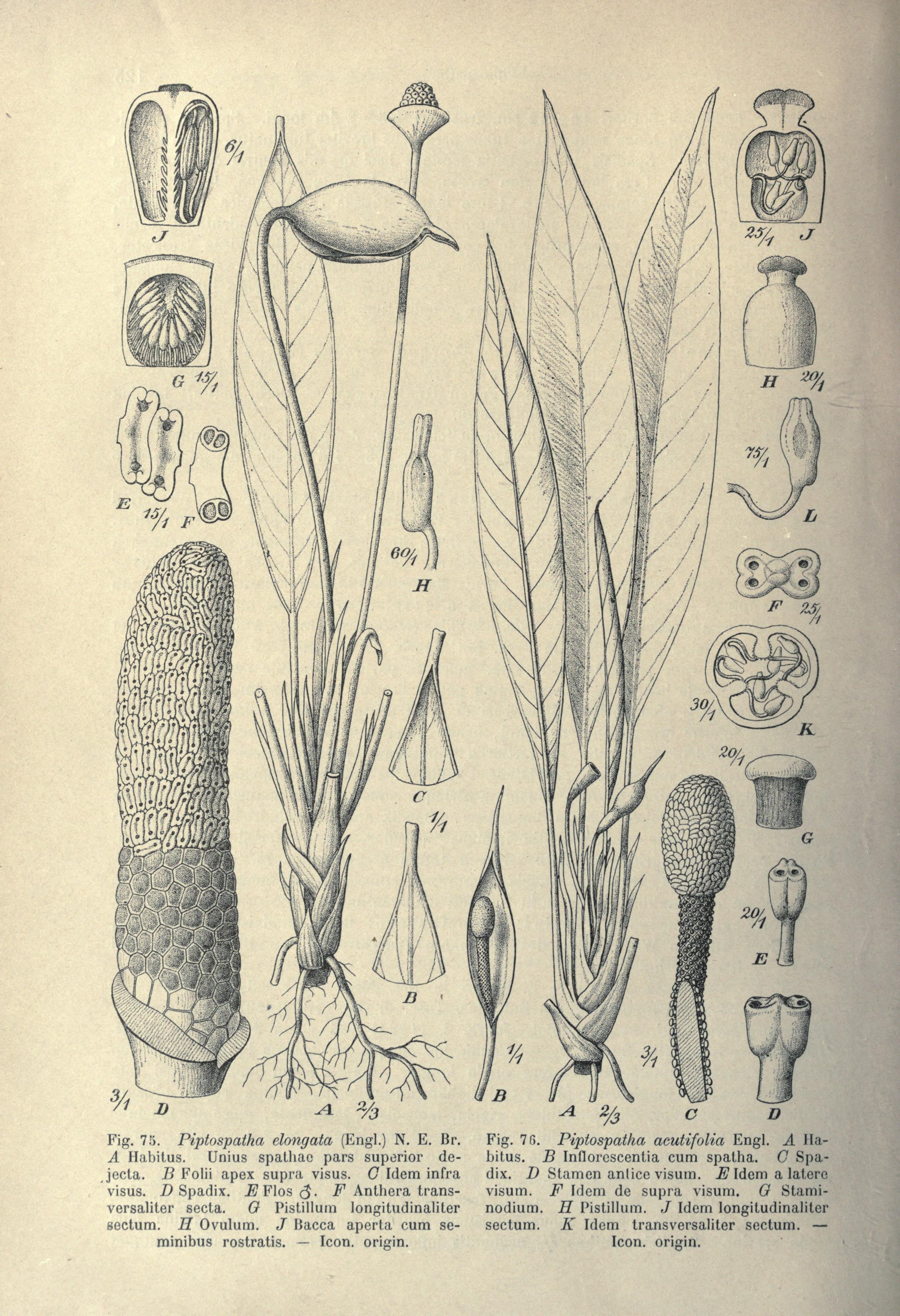 no full size  illustration available (3a)