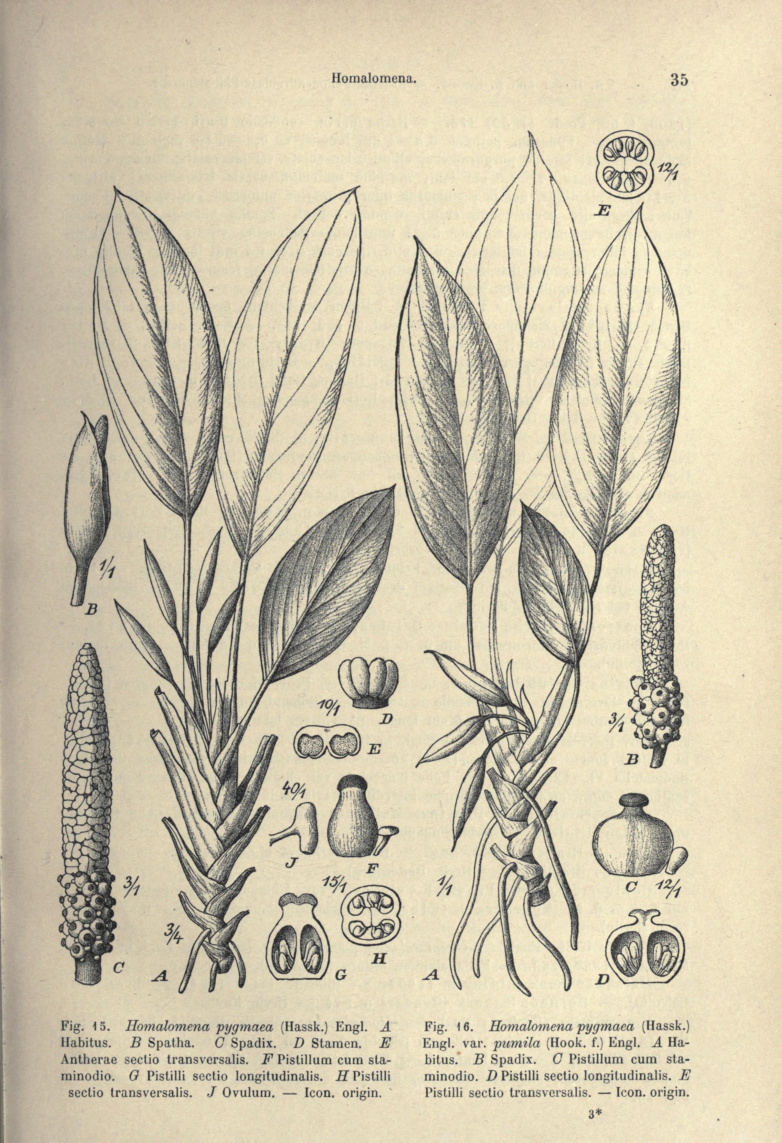 no full size  illustration available (3a)