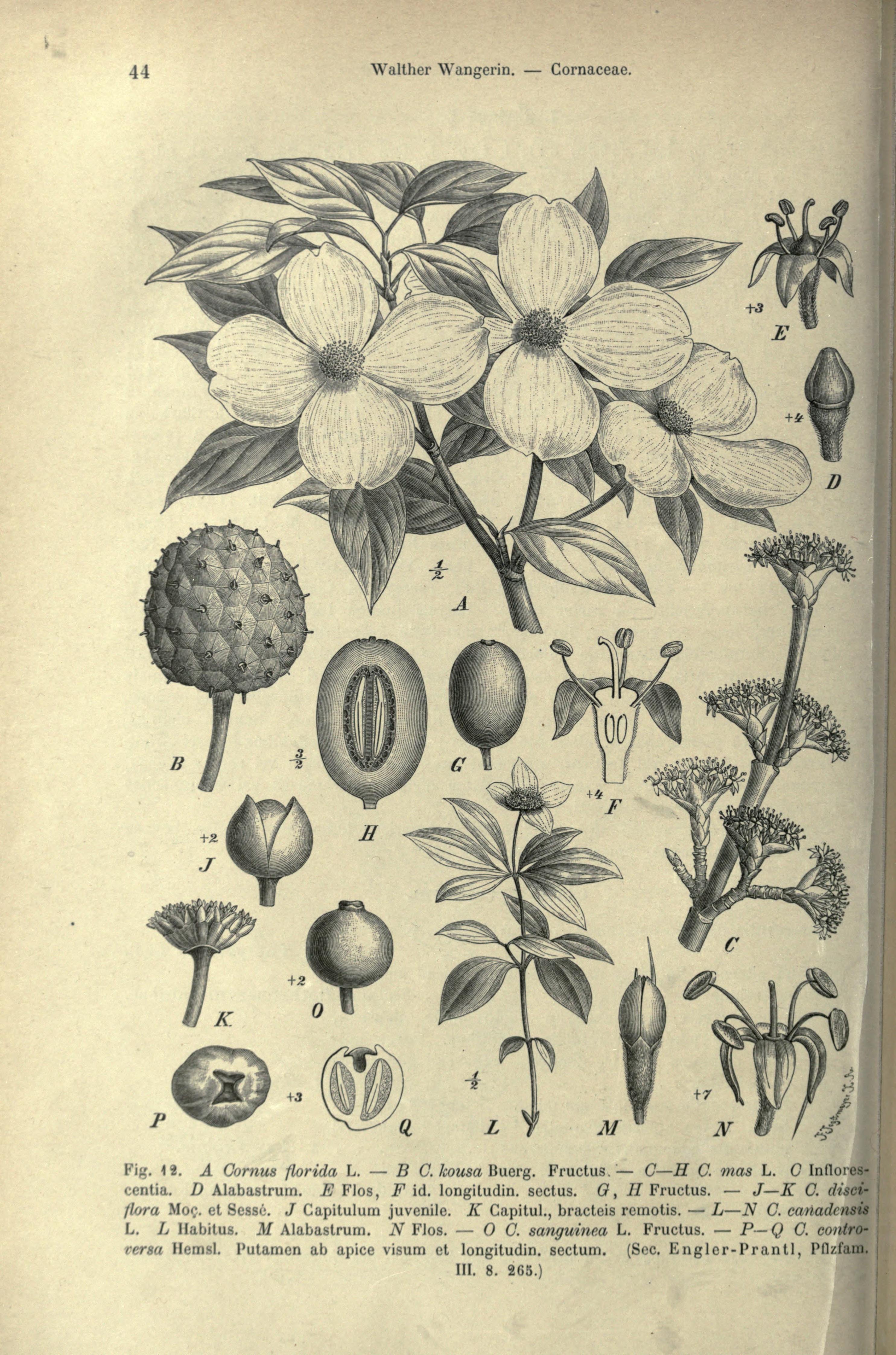 no full size  illustration available (3a)