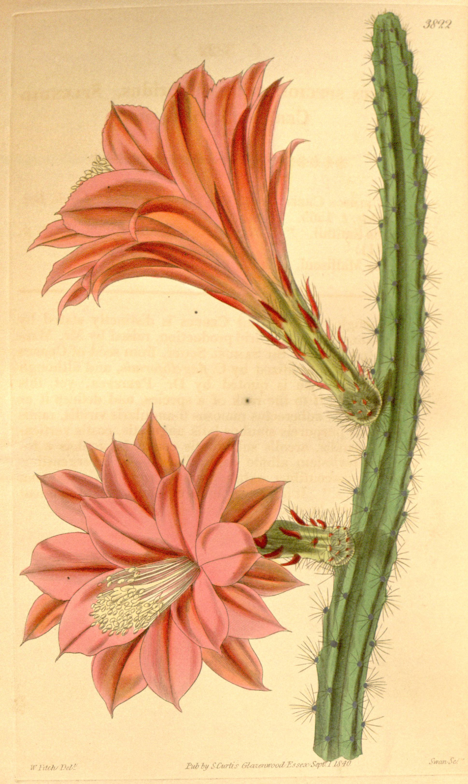 no full size  illustration available (3a)