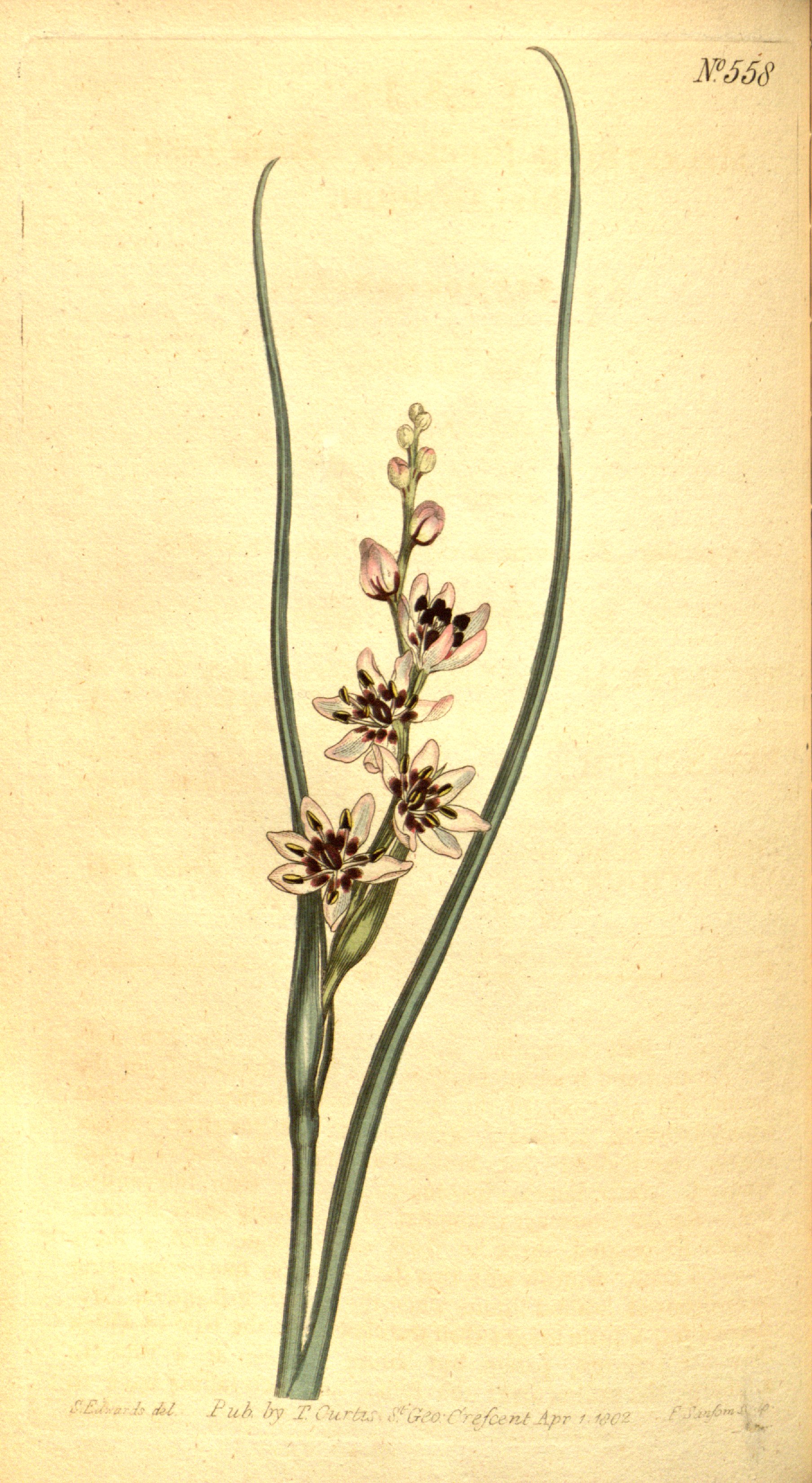 no full size  illustration available (3a)