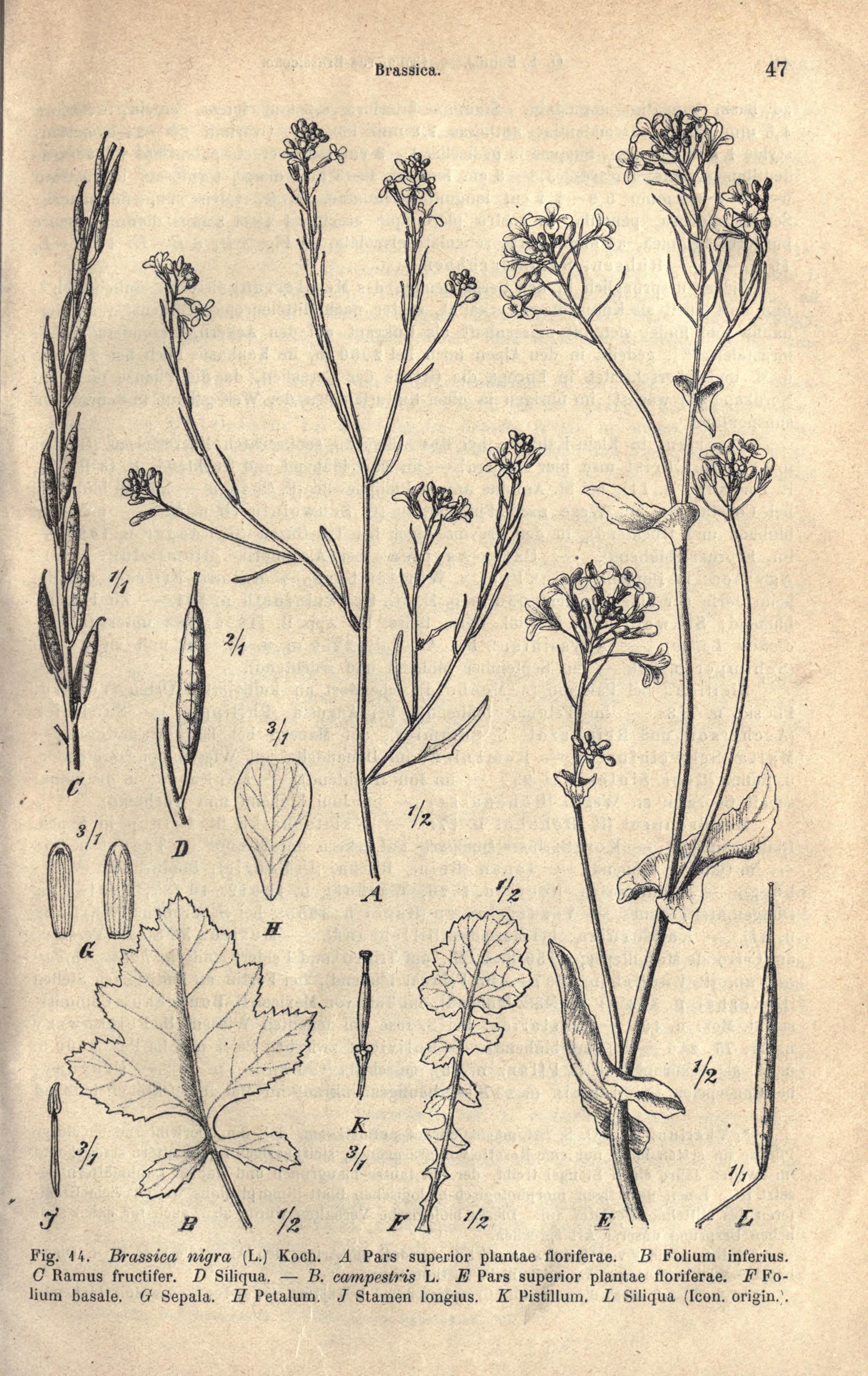 no full size  illustration available (3a)