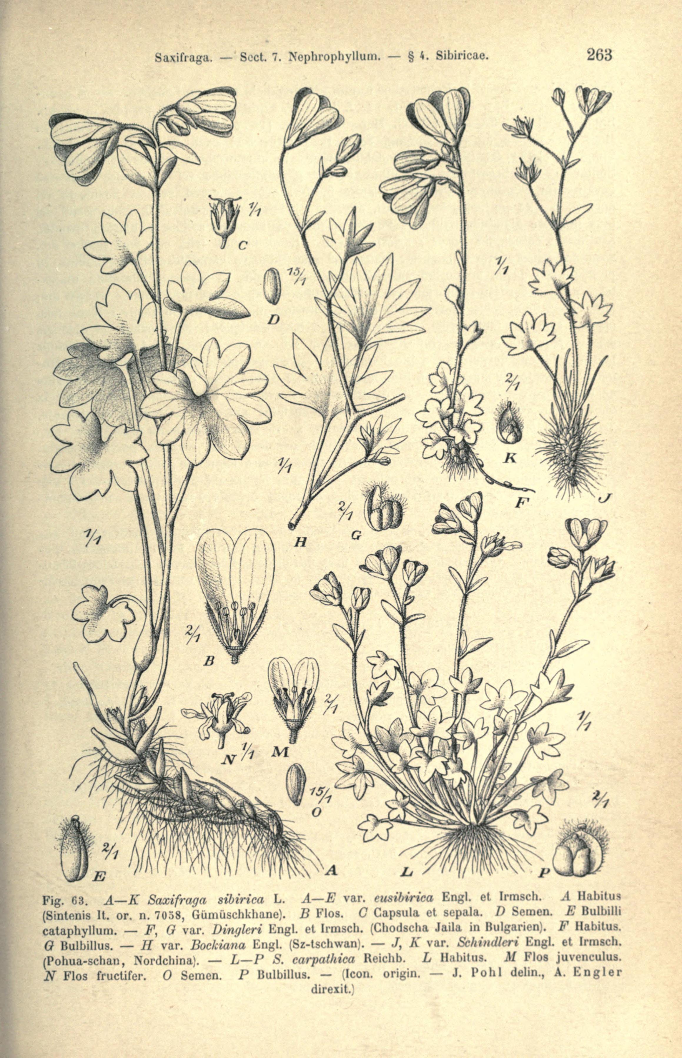 no full size  illustration available (3a)