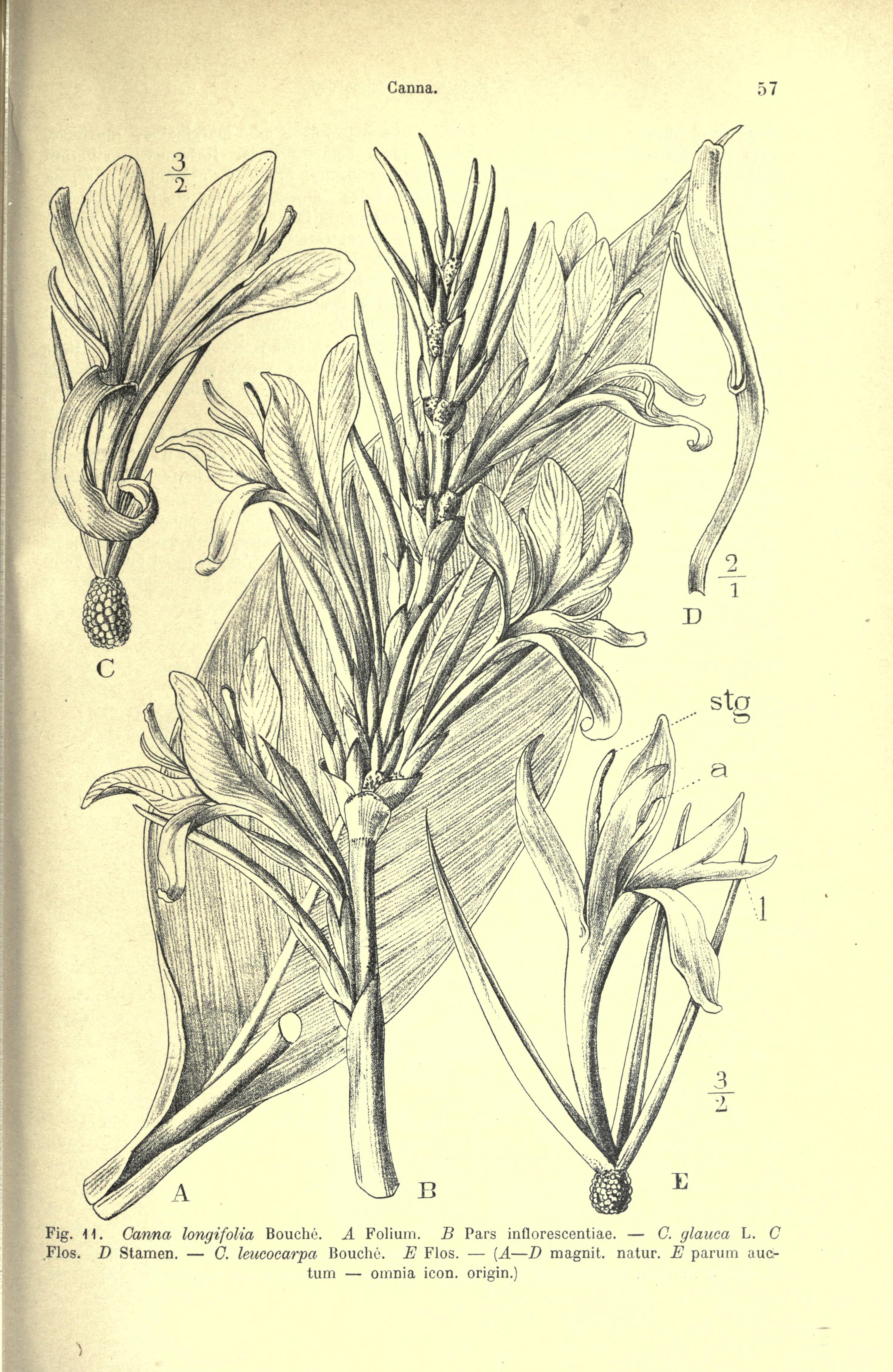 no full size  illustration available (3a)