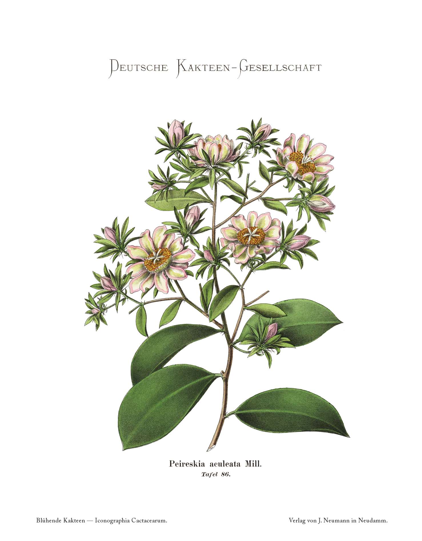 no full size  illustration available (3a)