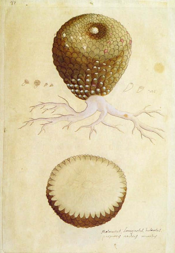 no full size  illustration available (3a)