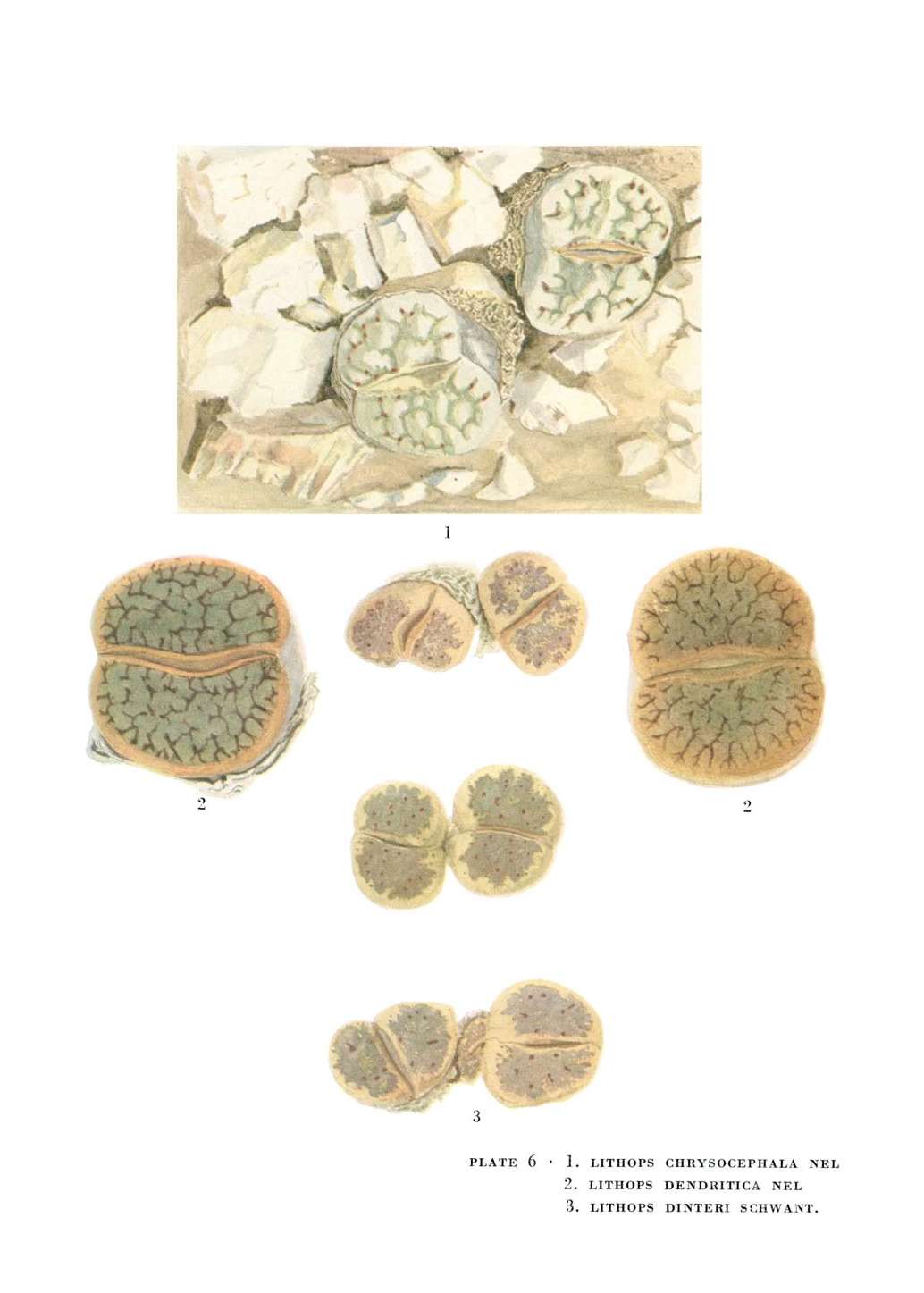 no full size  illustration available (3a)