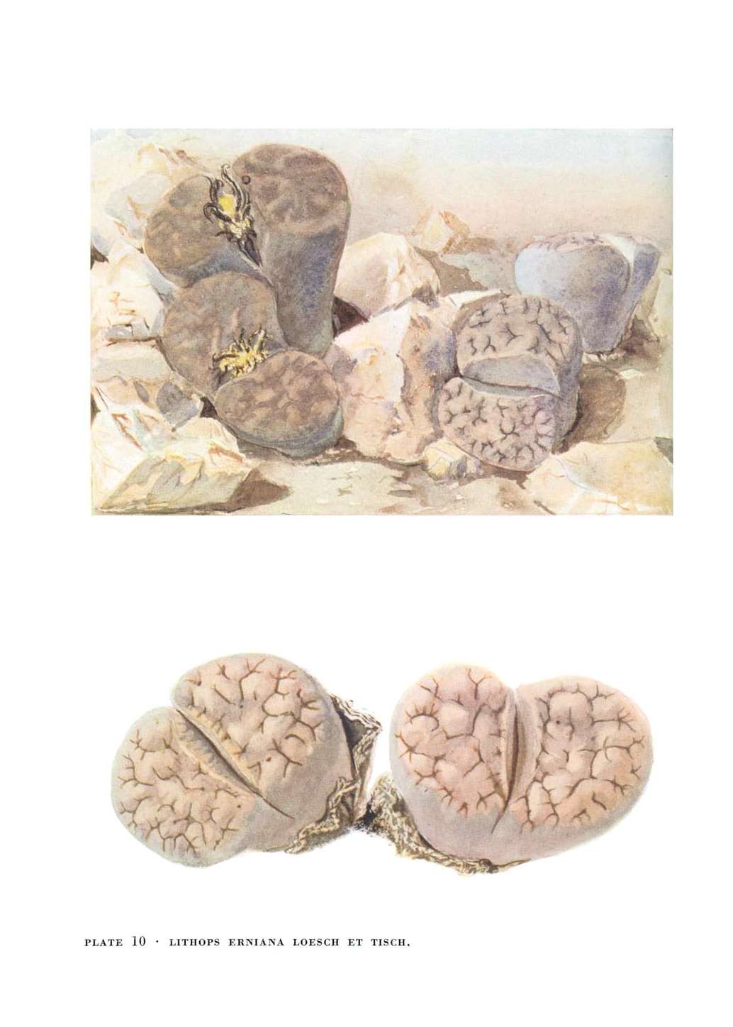 no full size  illustration available (3a)