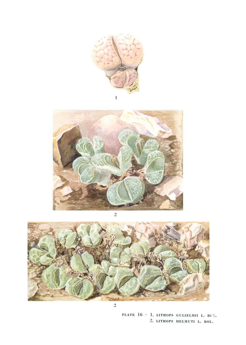 no full size  illustration available (3a)