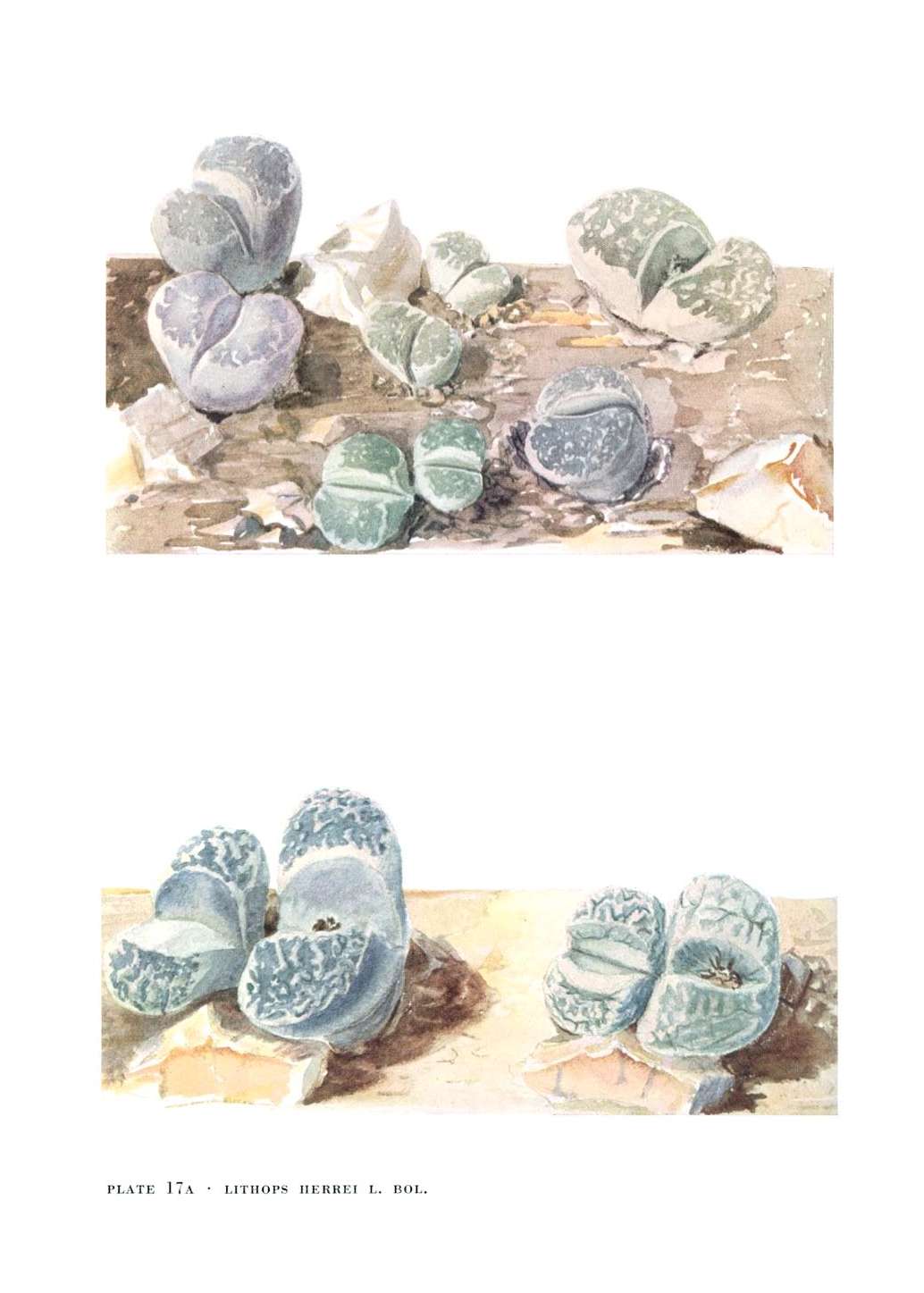 no full size  illustration available (3a)