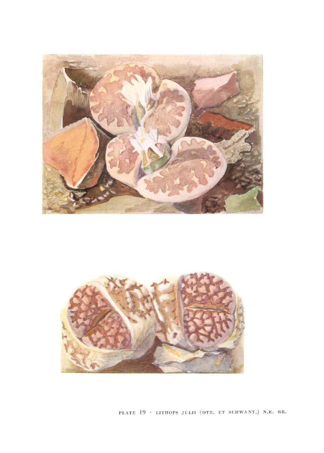 no full size  illustration available (3a)