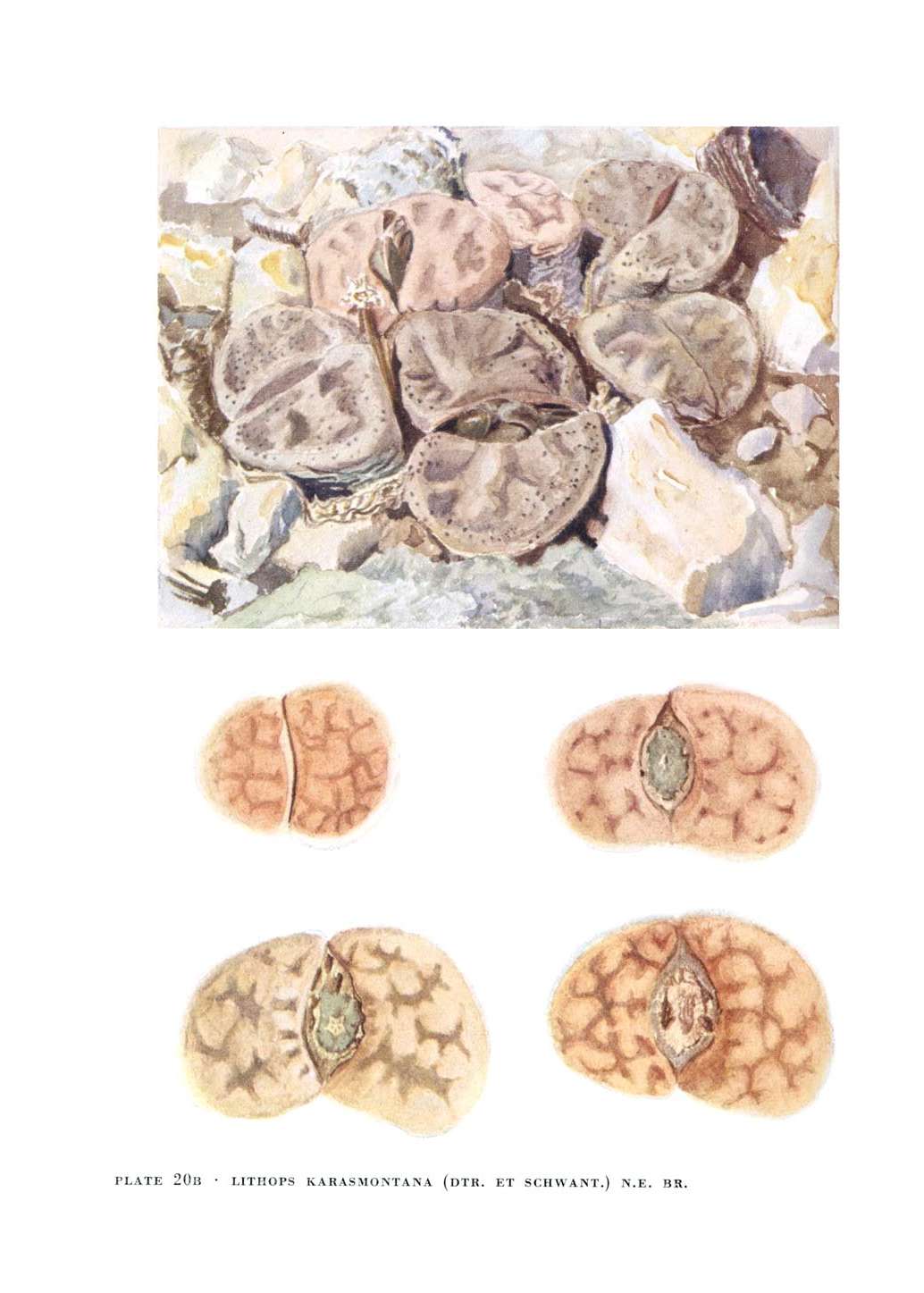 no full size  illustration available (3a)