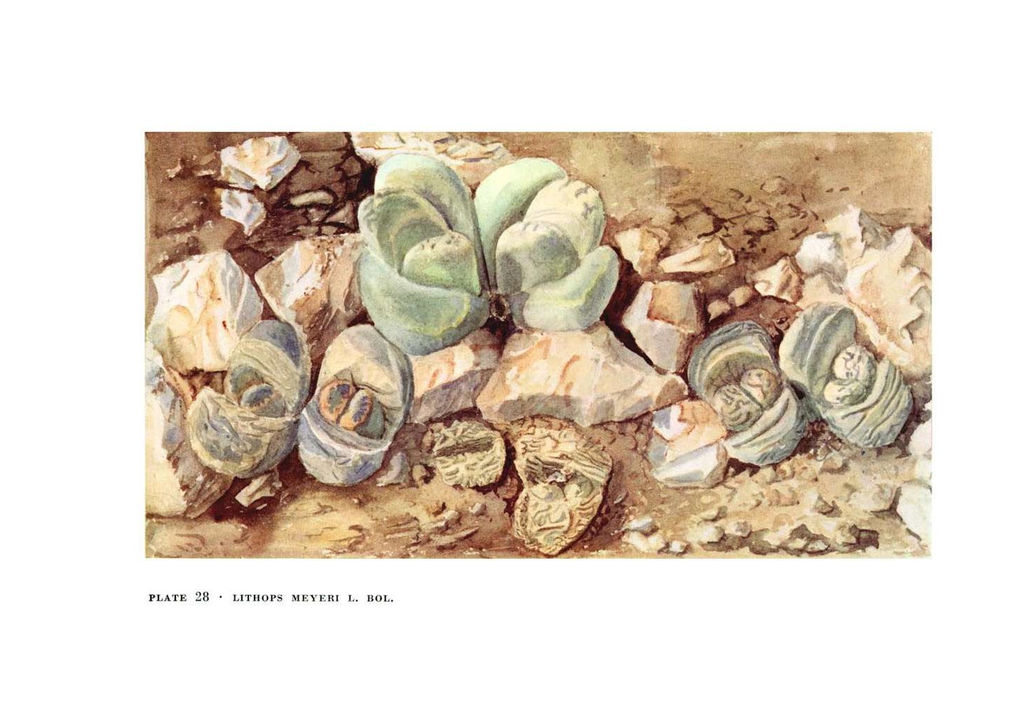 no full size  illustration available (3a)