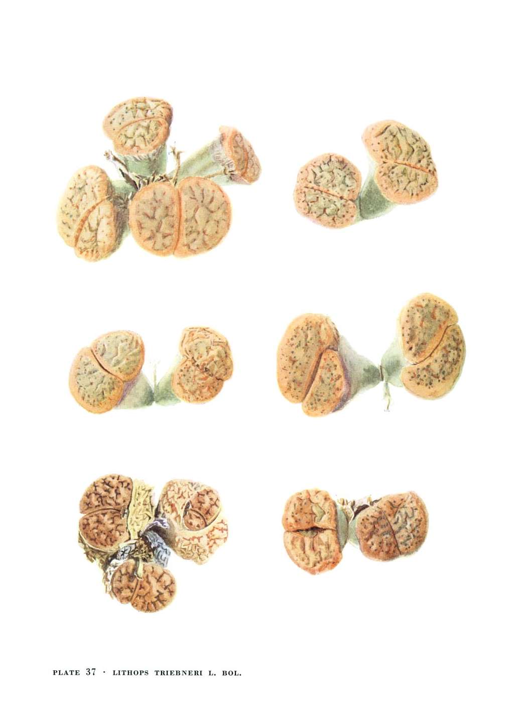 no full size  illustration available (3a)