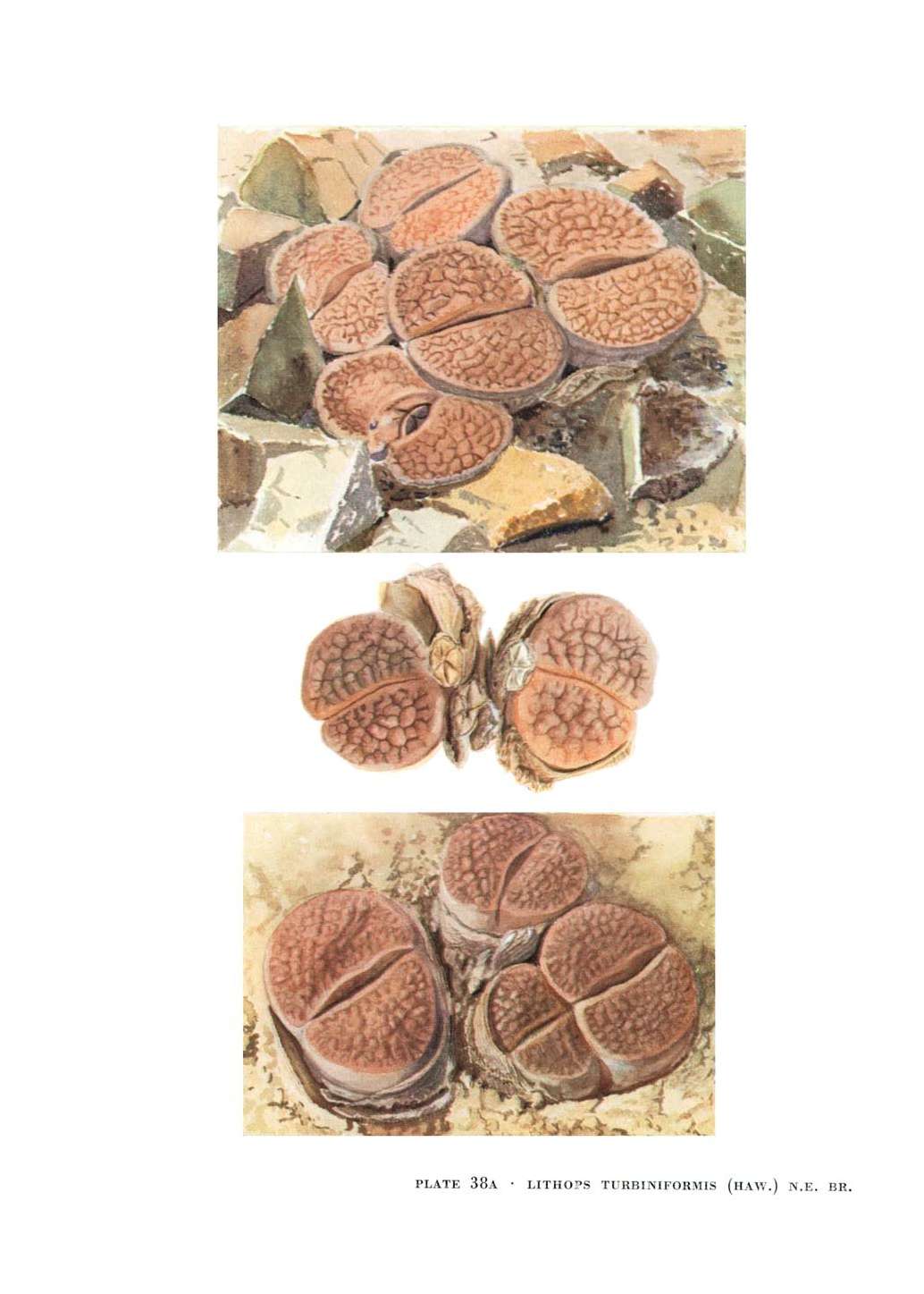 no full size  illustration available (3a)