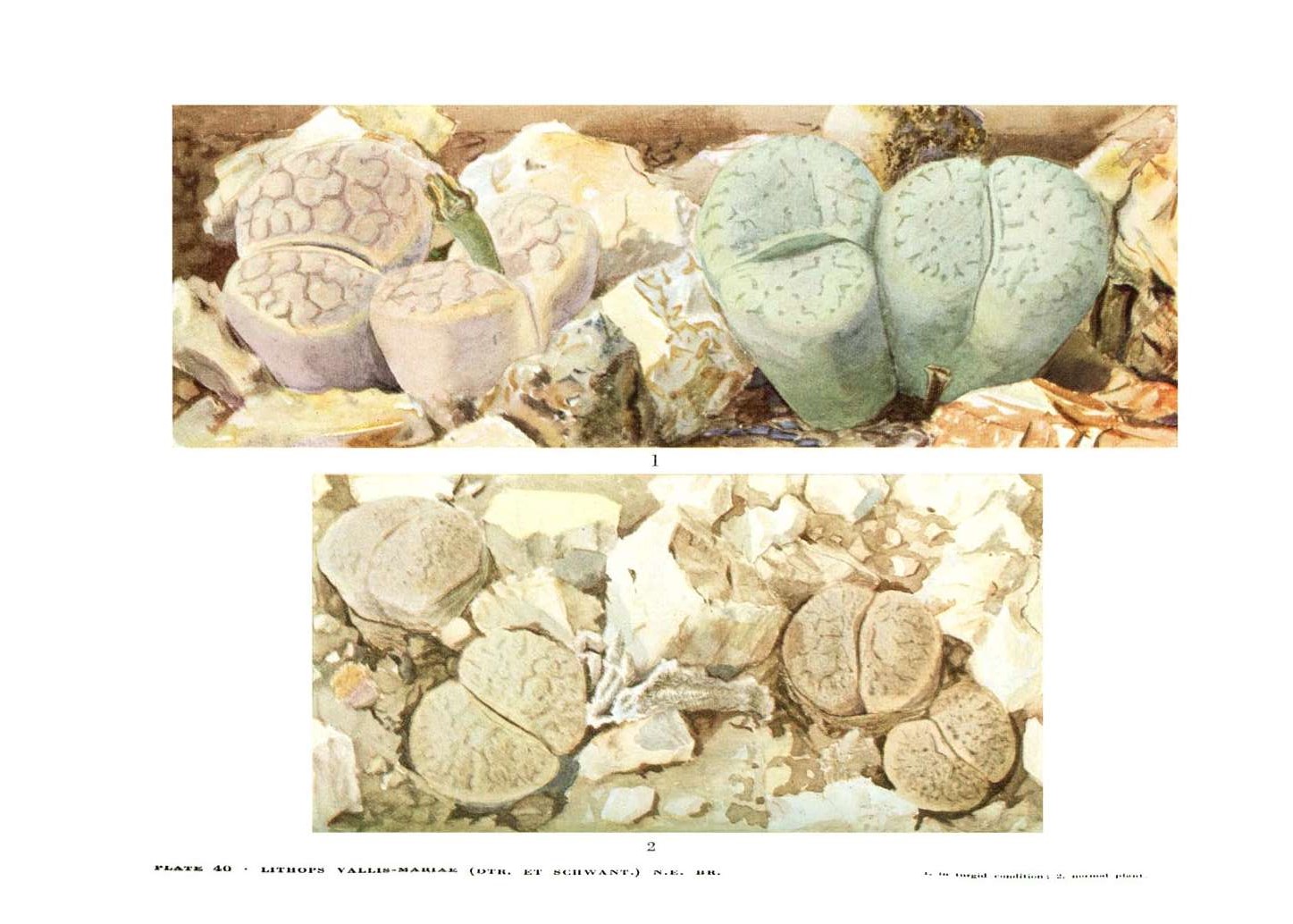 no full size  illustration available (3a)