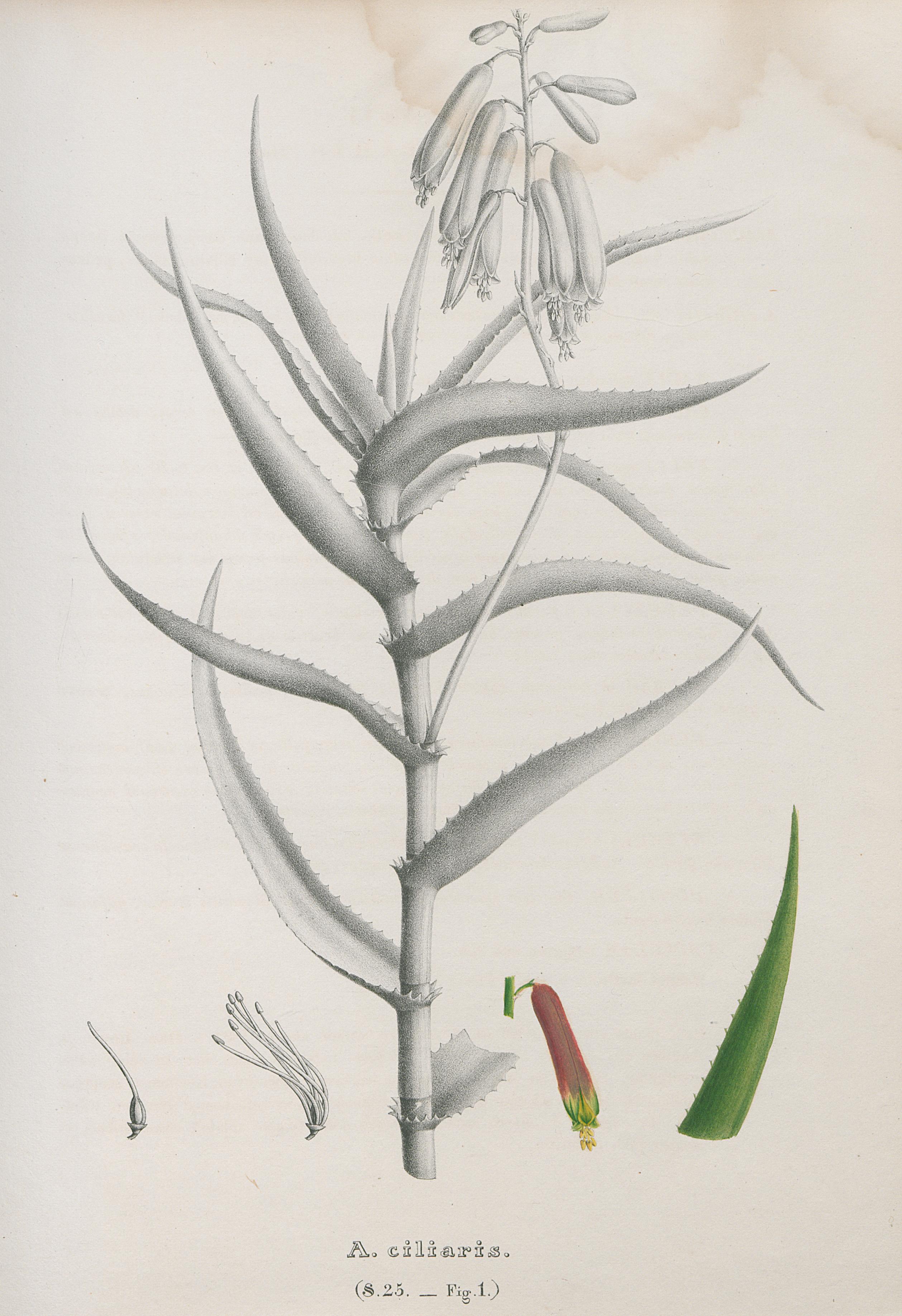 no full size  illustration available (3a)