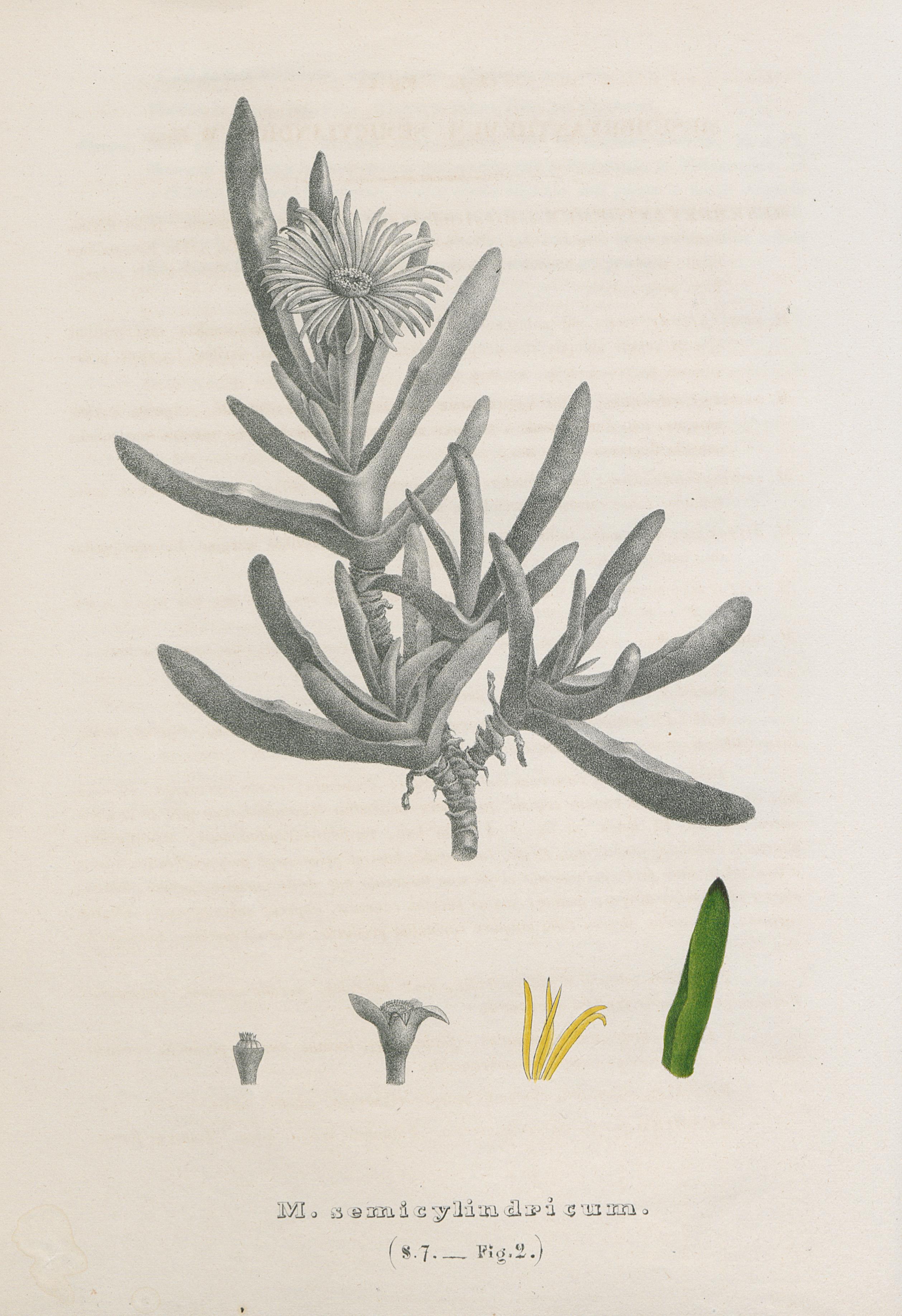 no full size  illustration available (3a)