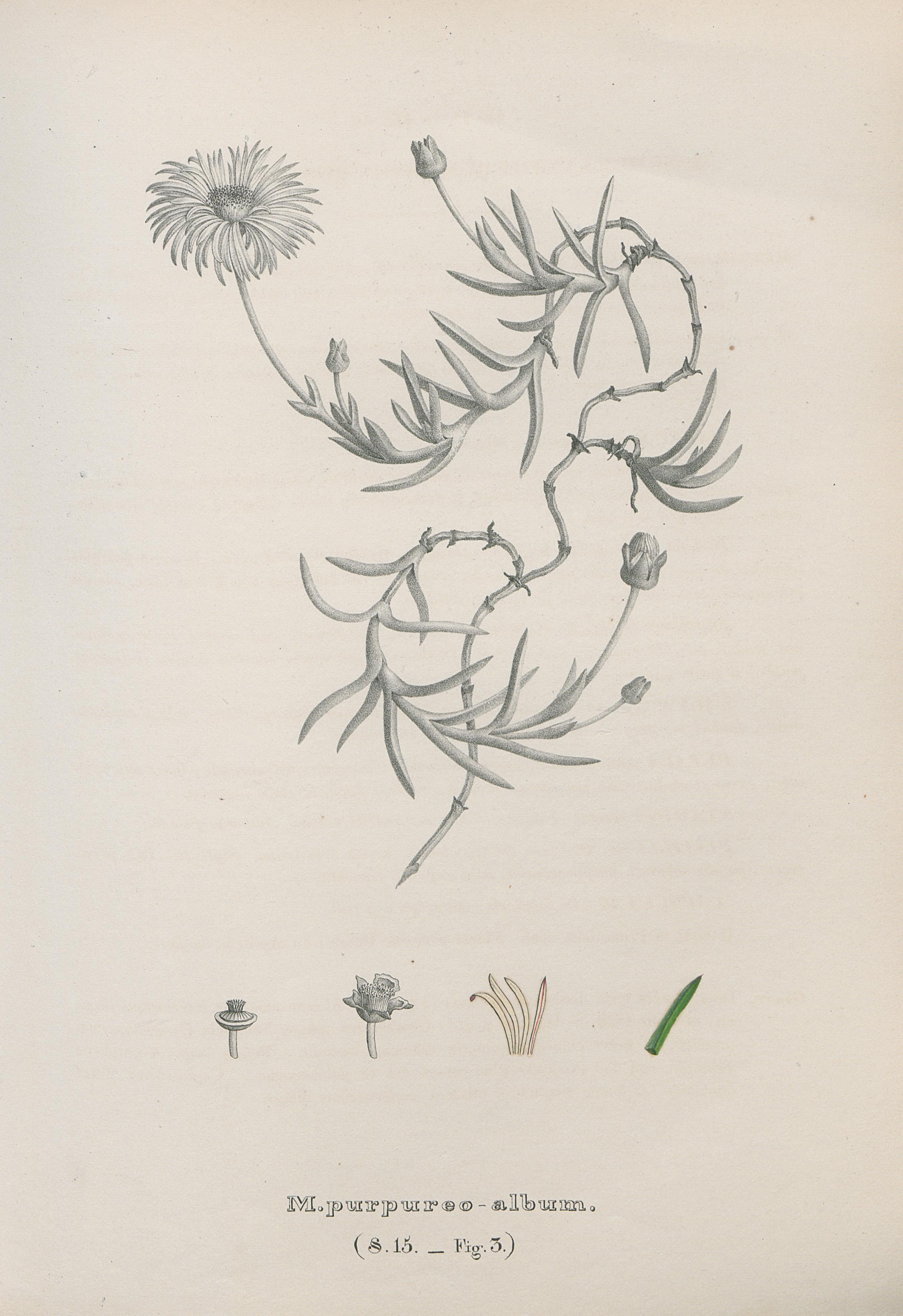 no full size  illustration available (3a)