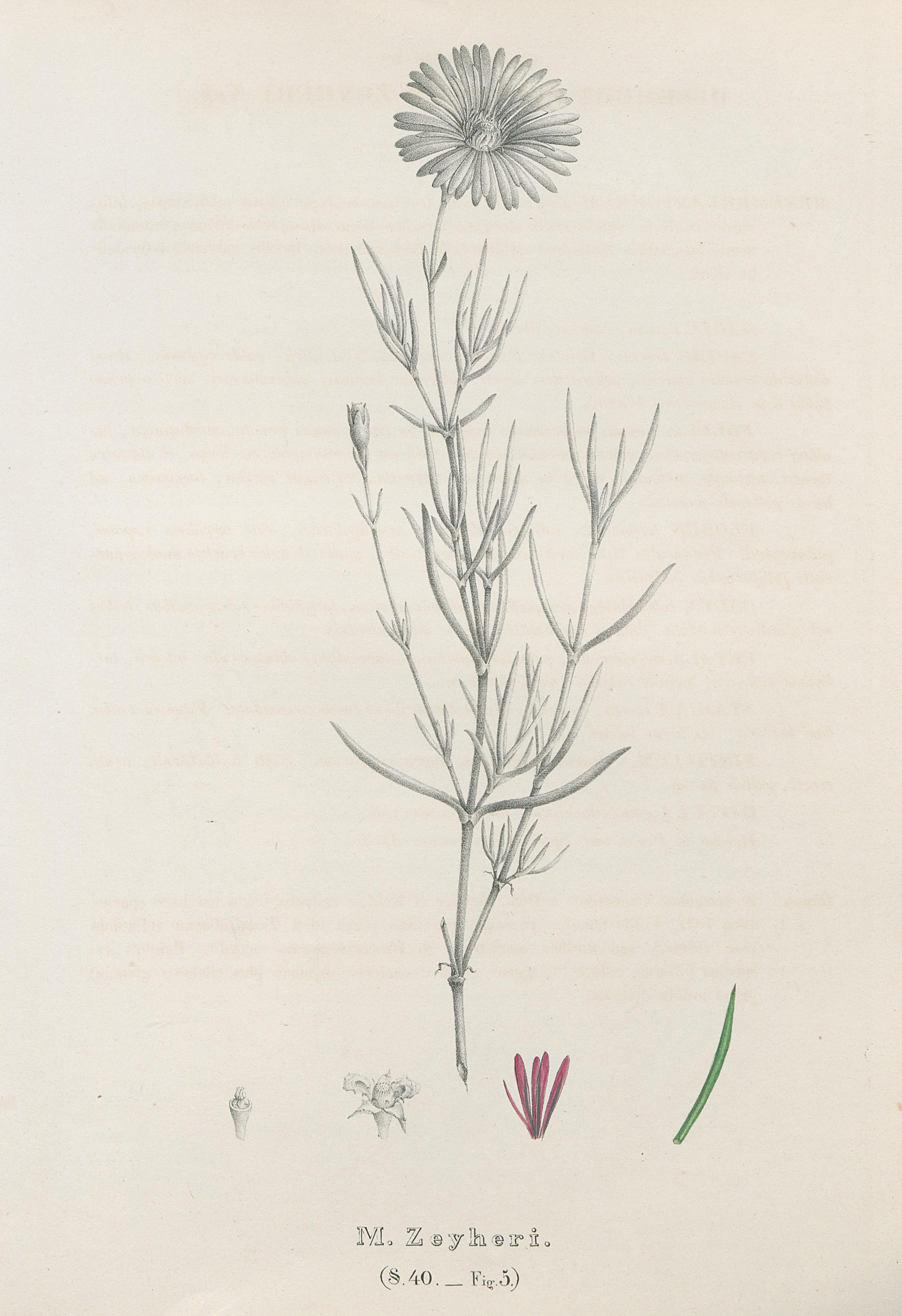 no full size  illustration available (3a)