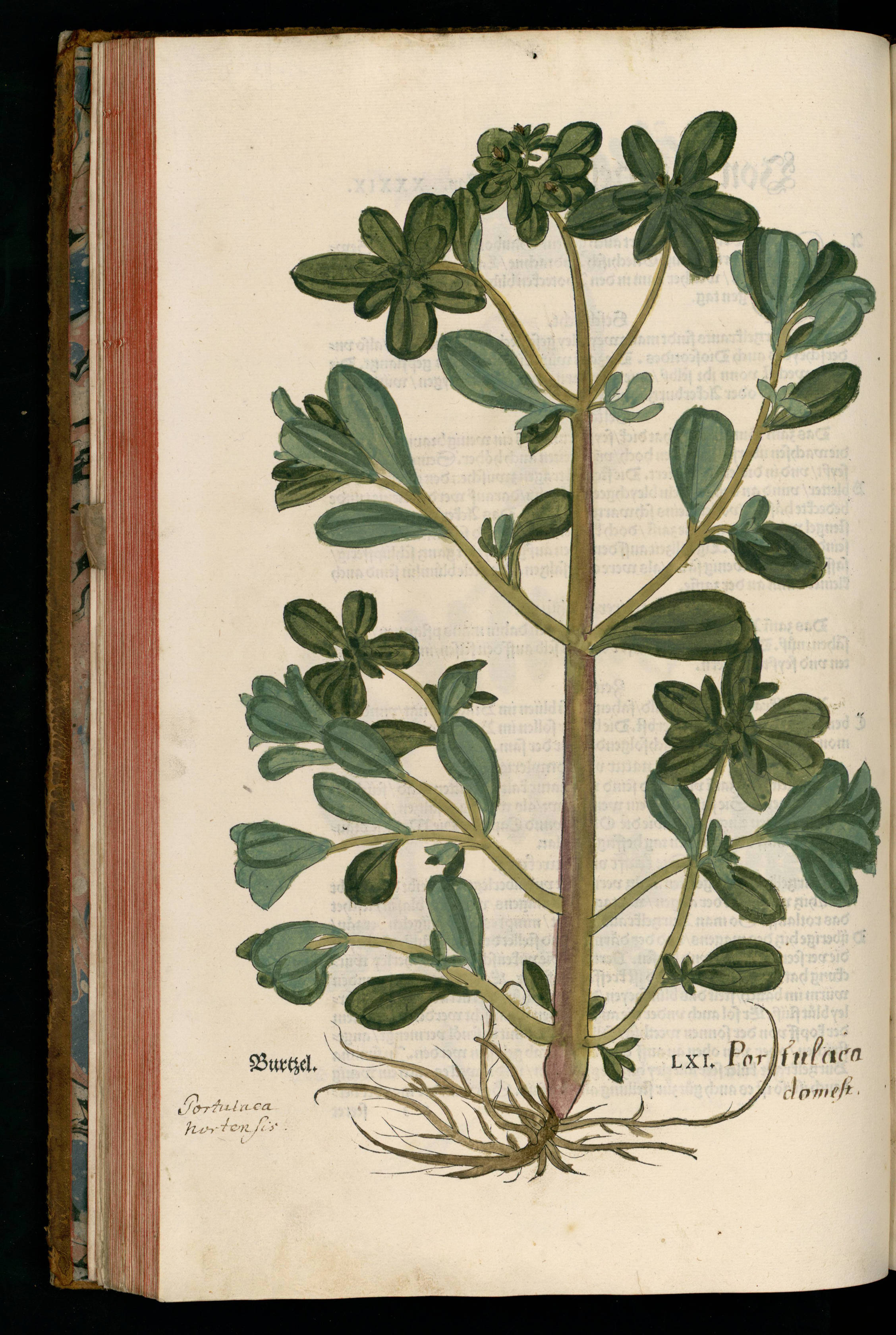 no full size  illustration available (3a)