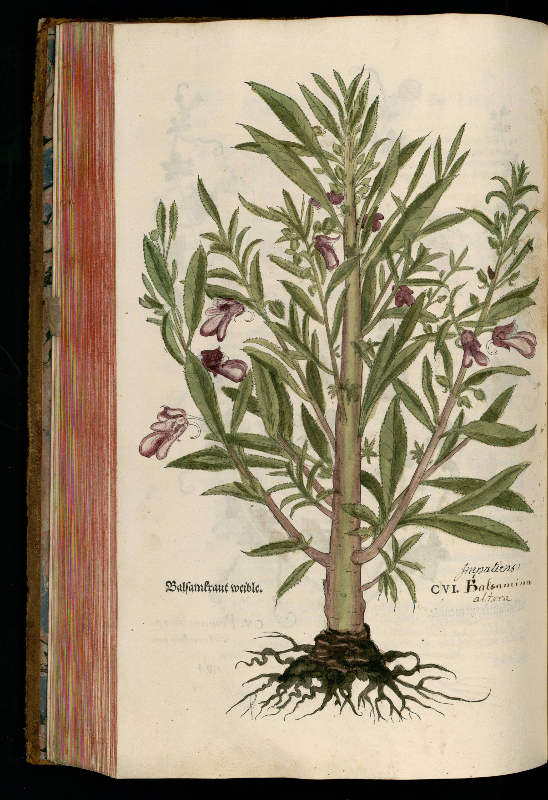 no full size  illustration available (3a)