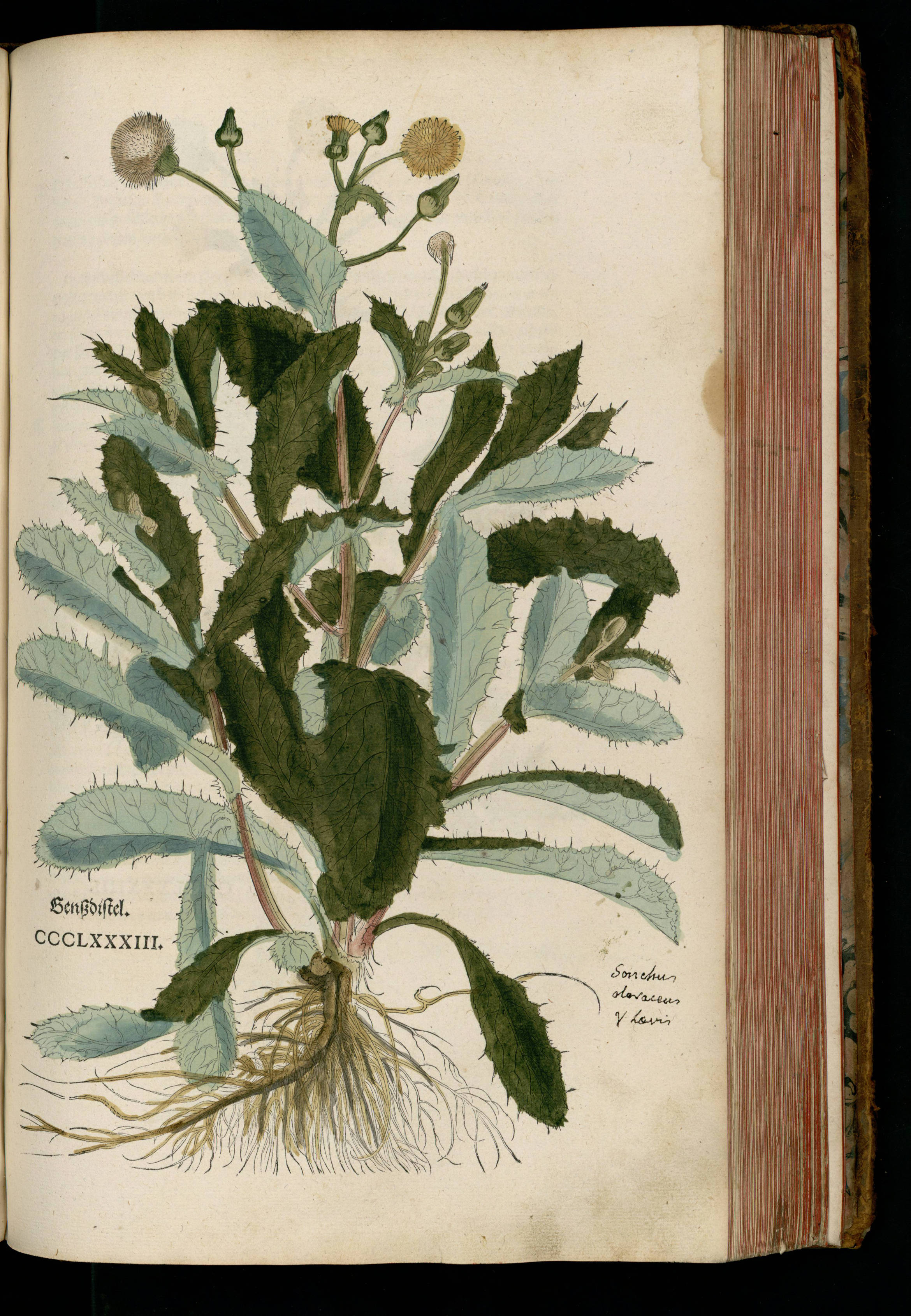 no full size  illustration available (3a)