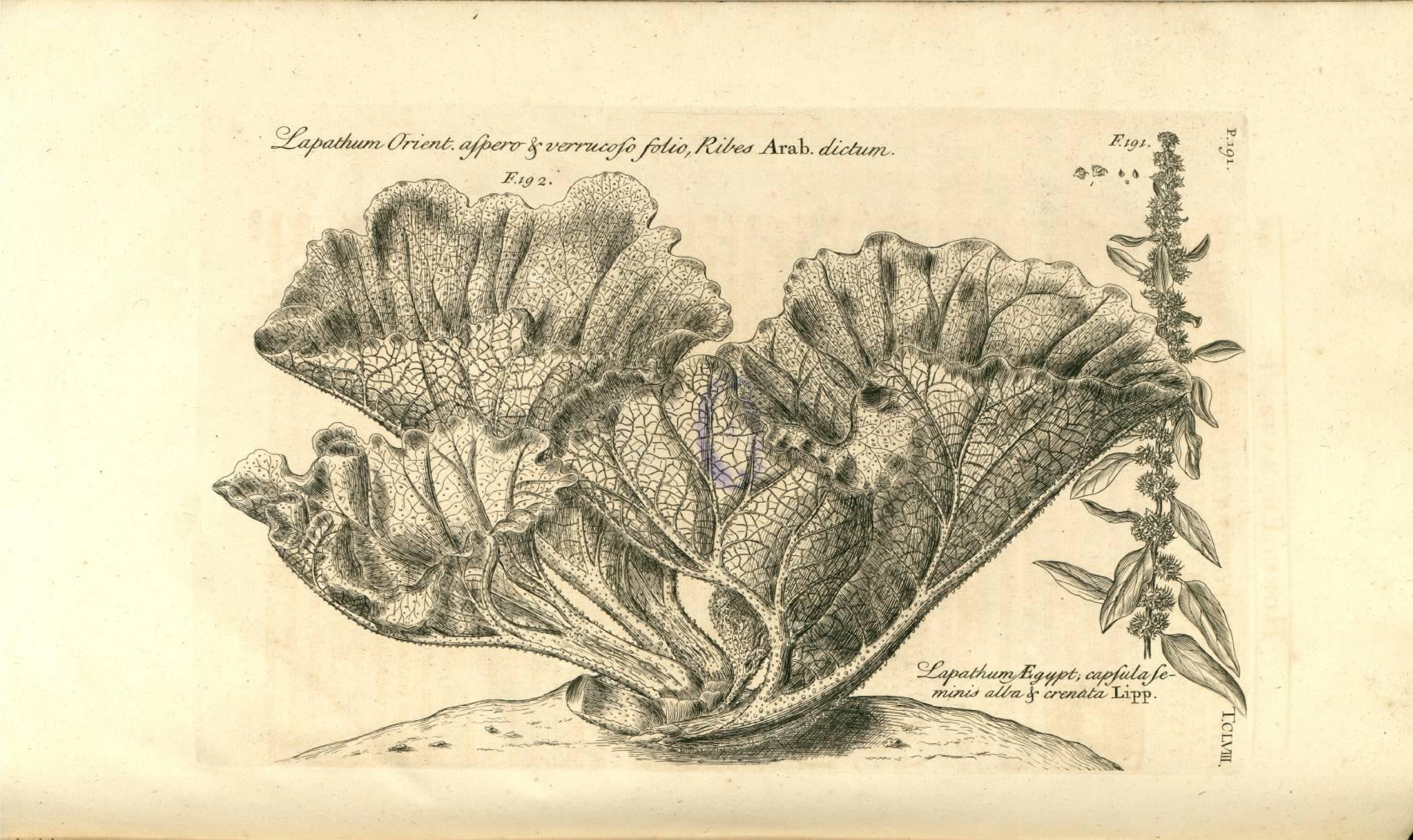 no full size  illustration available (3a)