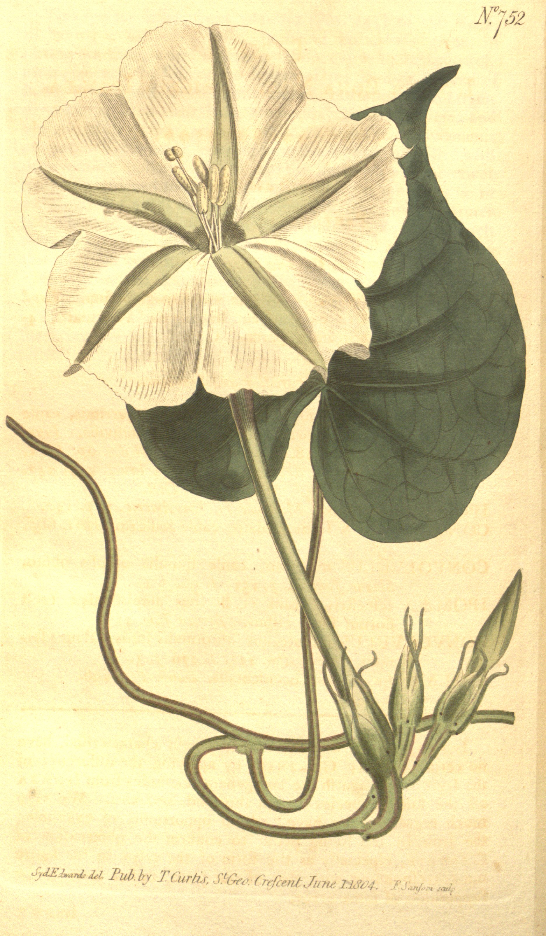 no full size  illustration available (3a)