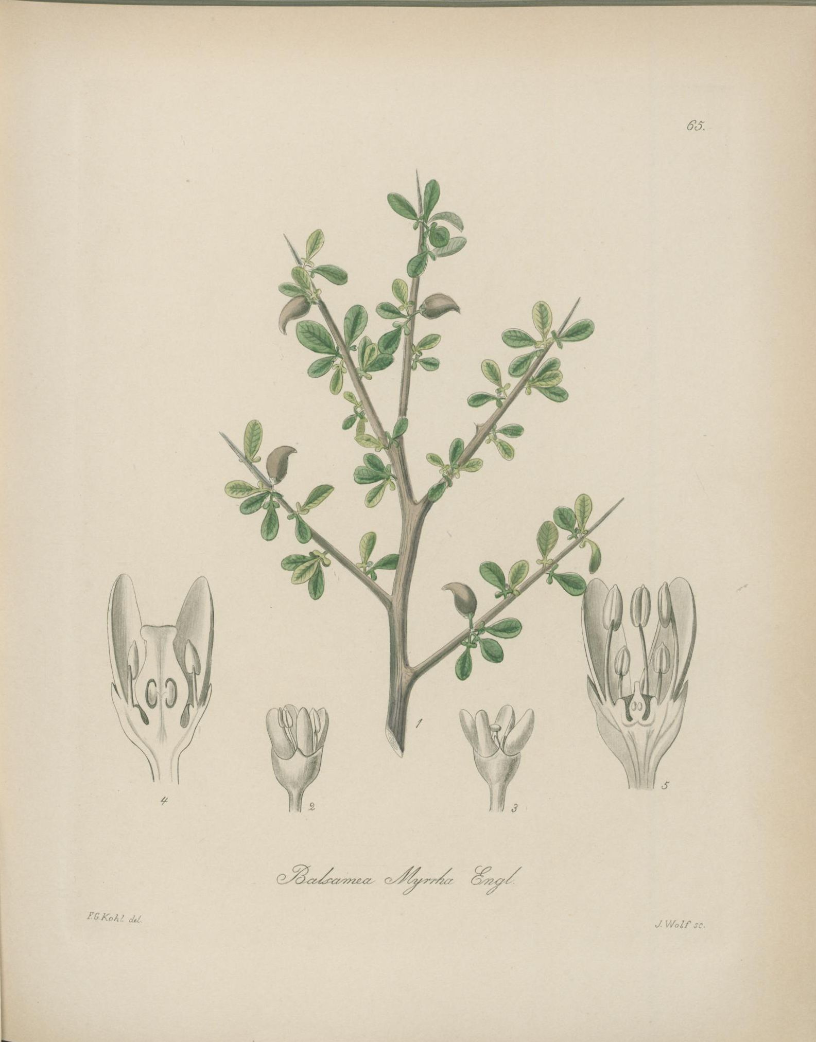 no full size  illustration available (3a)