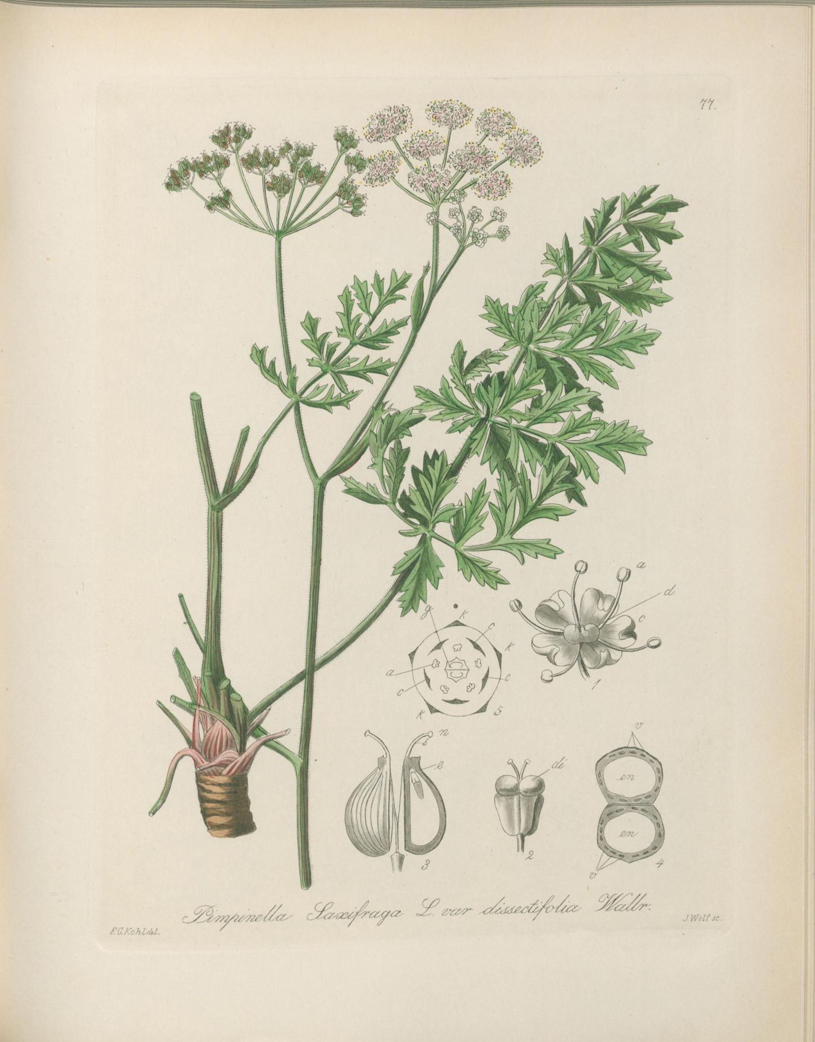 no full size  illustration available (3a)