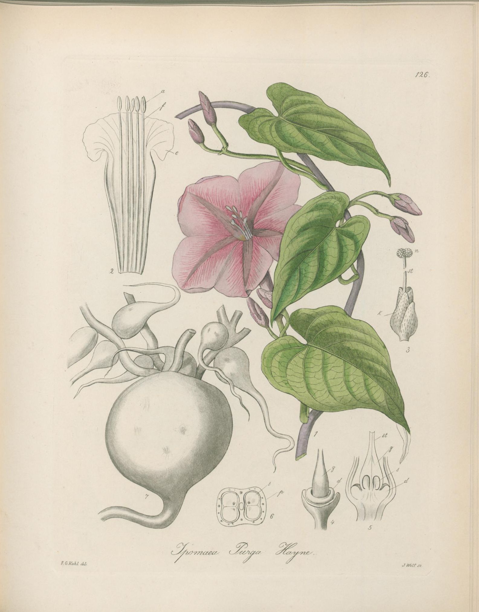 no full size  illustration available (3a)