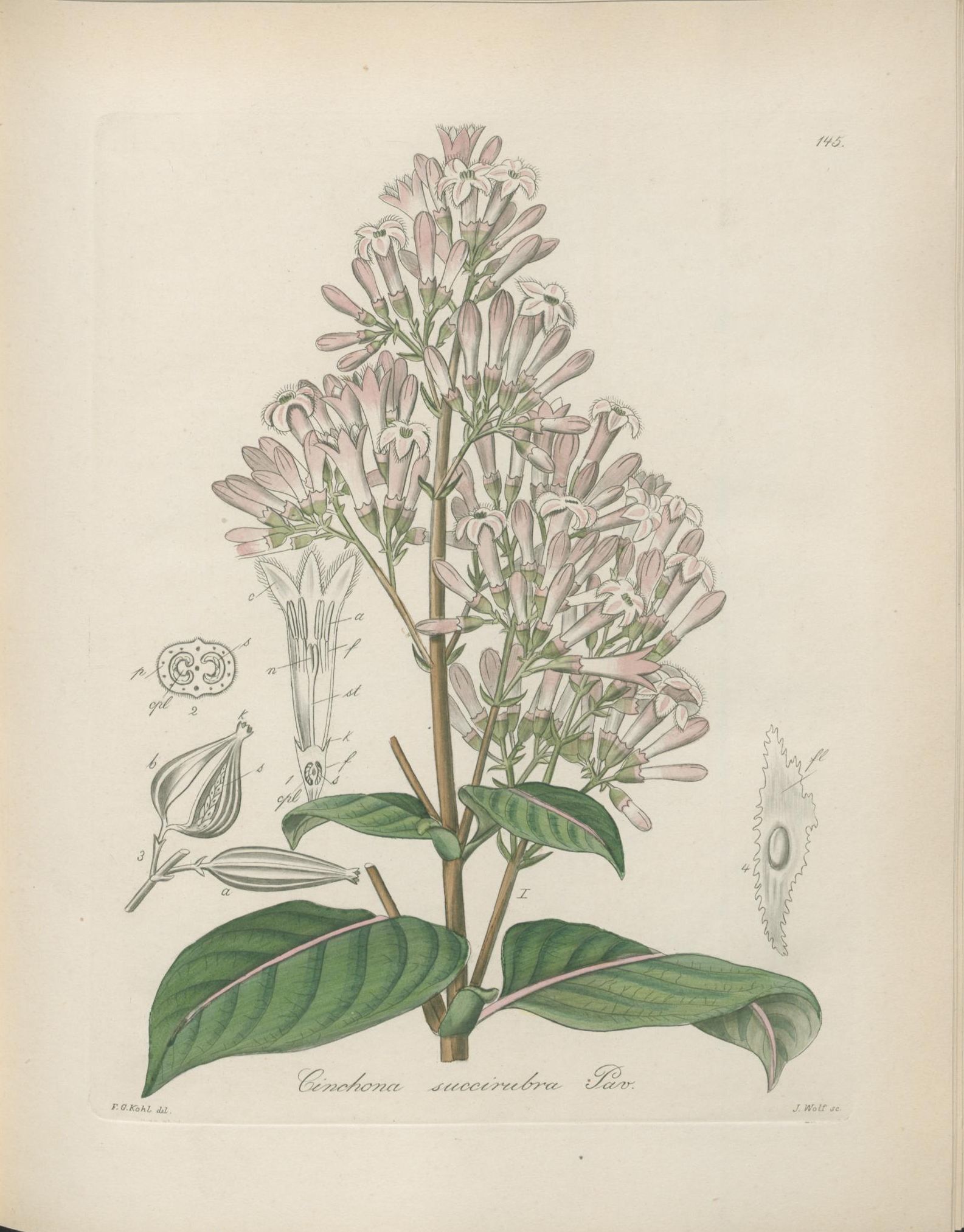 no full size  illustration available (3a)