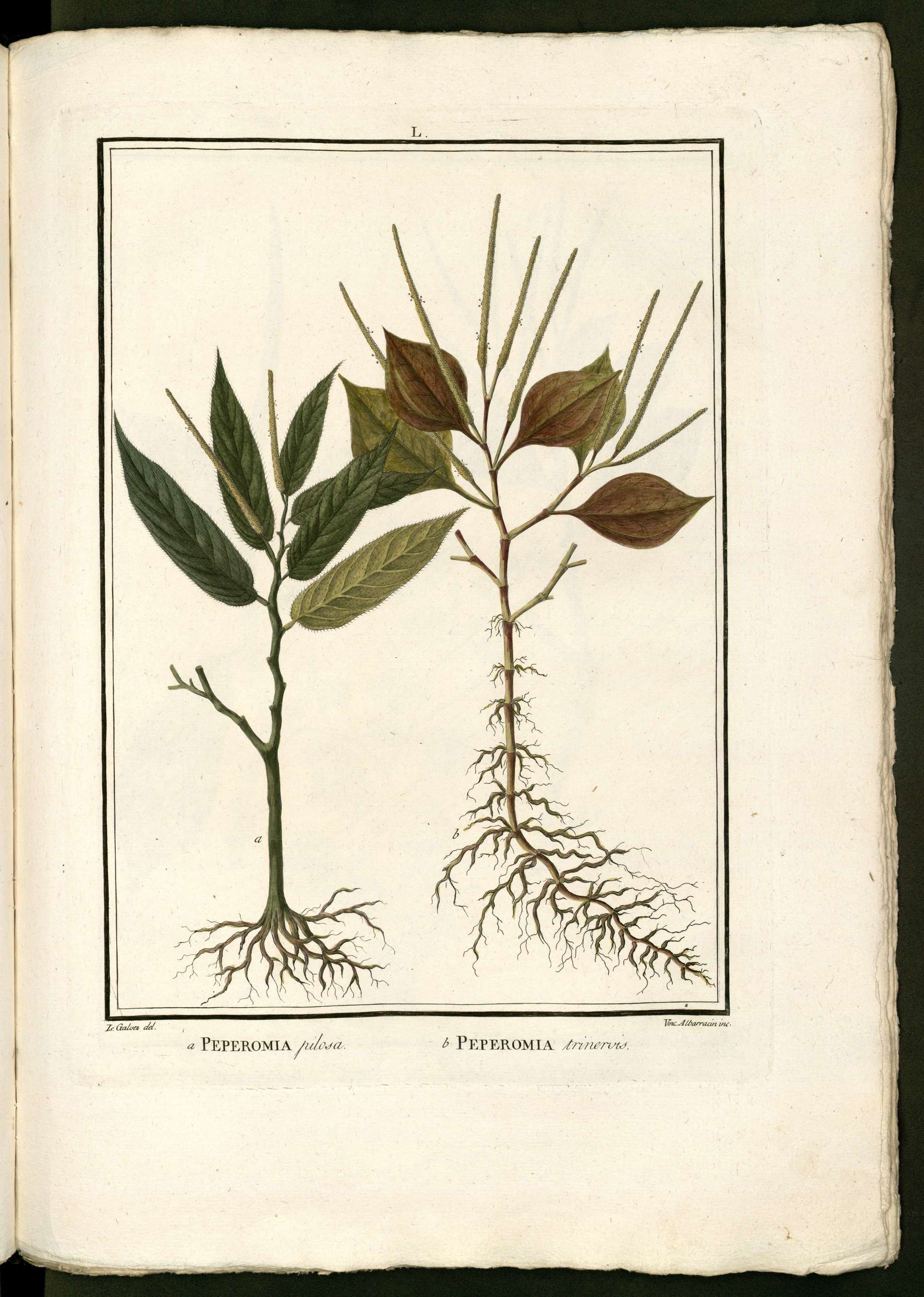 no full size  illustration available (3a)